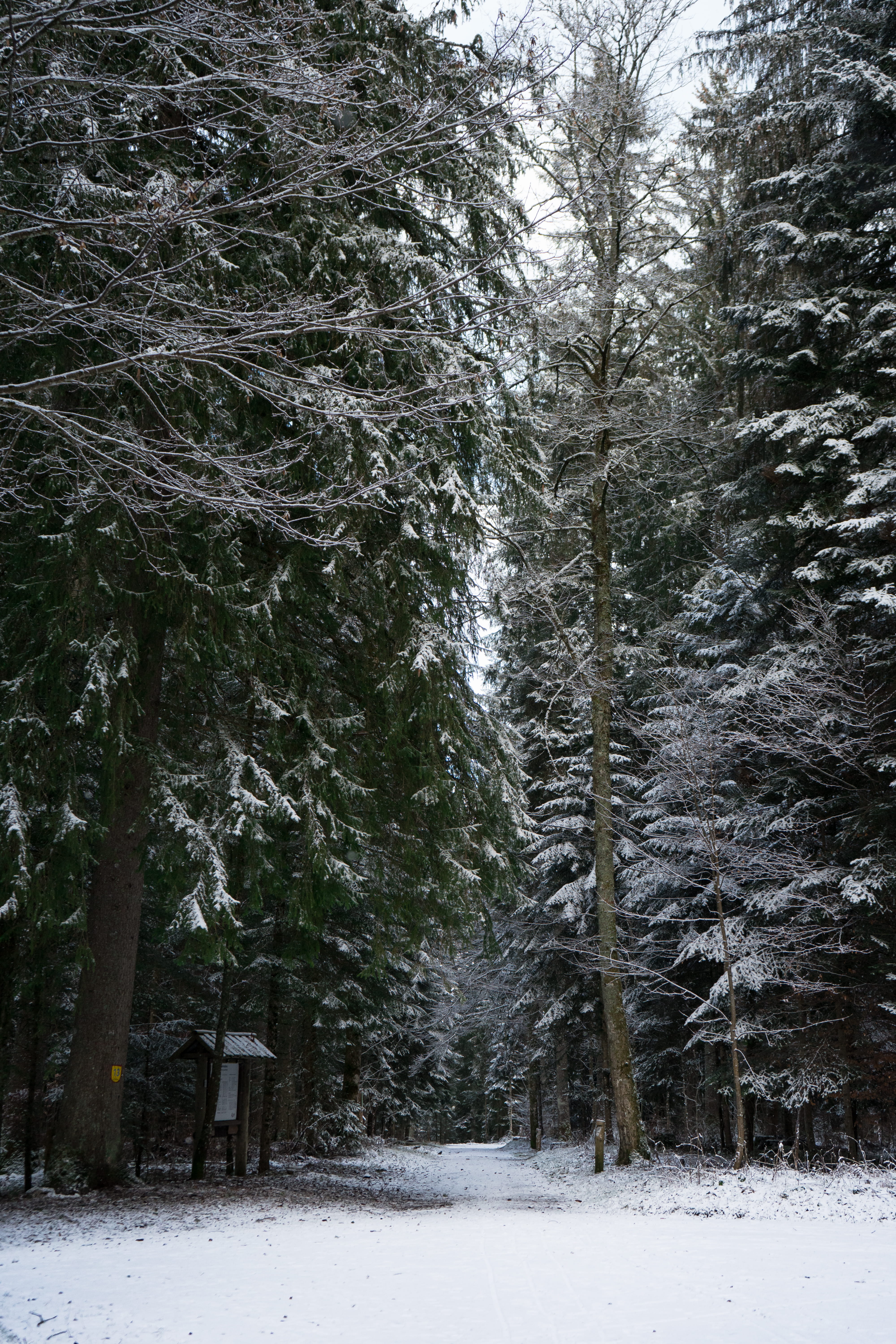 green, non-urban scene, leafed, sony, woodland, coniferous tree, trees, winter, le locle, land, sonya7ii, field, day, forest, tranquility, environment, Phone HD Wallpaper