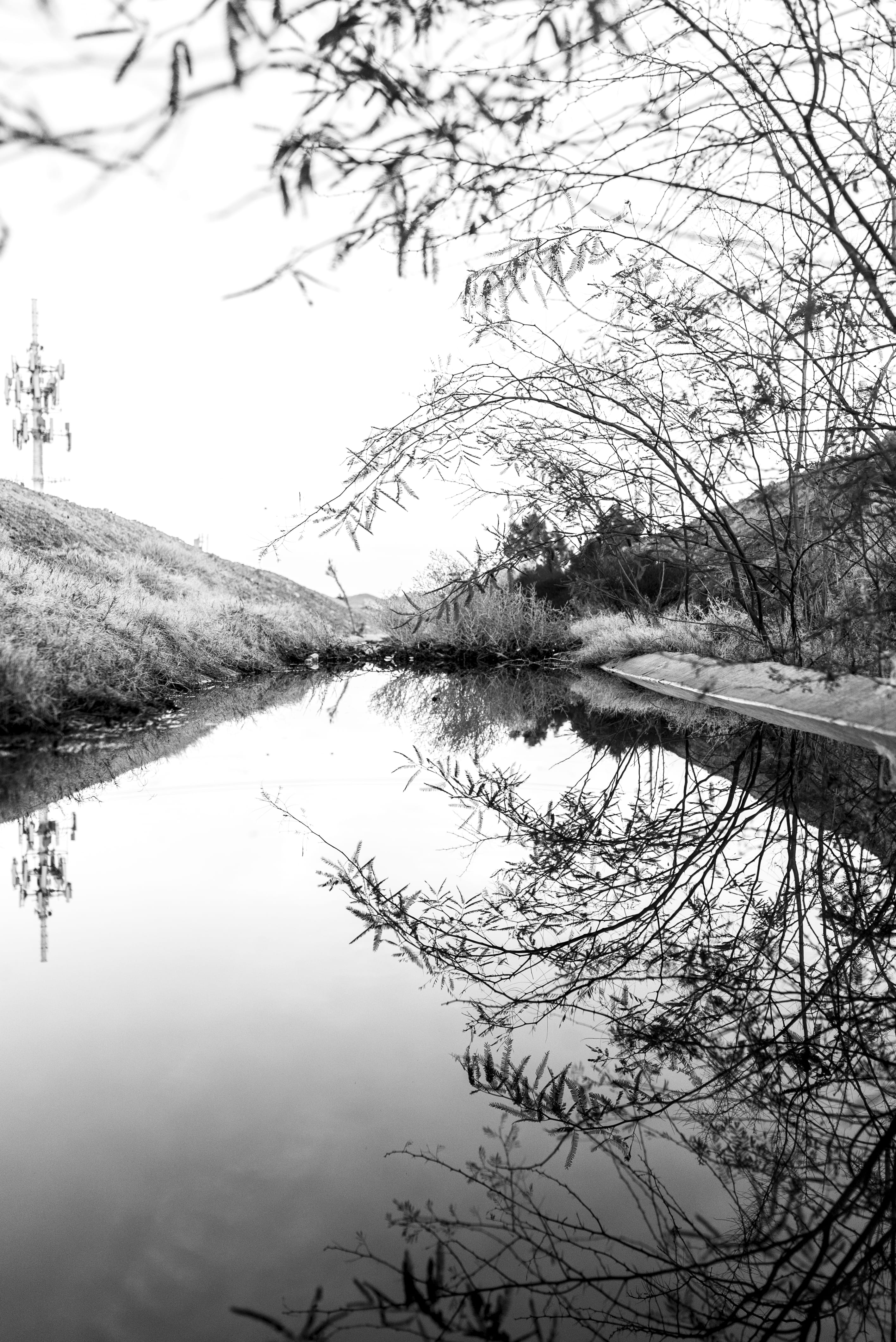 no people, zeiss, vegas, zeiss lens, black and white, idyllic, lake, outdoors, waterfront, sin city, sony, sony a7s ii, non-urban scene, branch, standing water, Phone HD Wallpaper