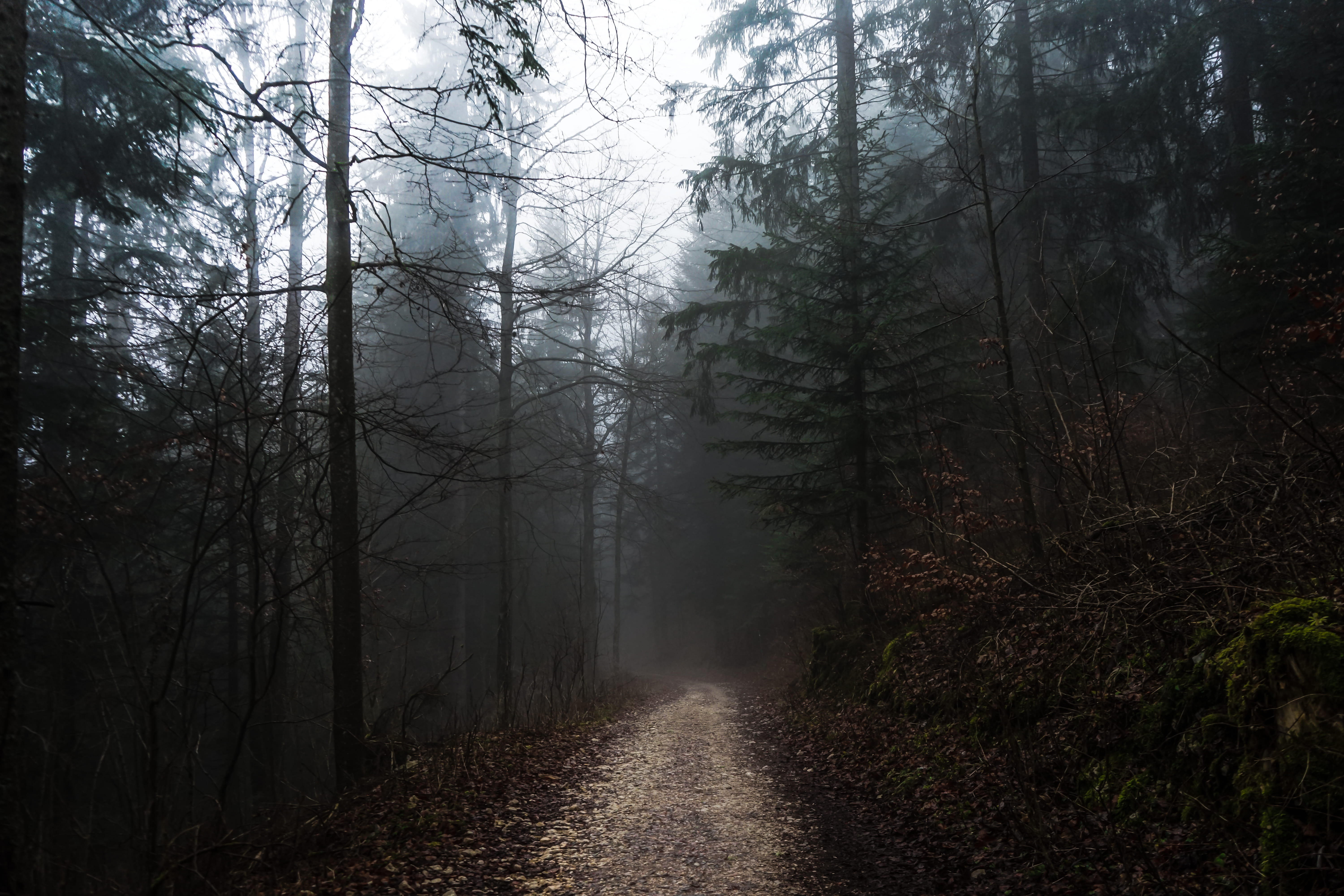 ground, non-urban scene, forest, middle, tranquil scene, the way forward, sony a7 ii, direction, alpha, trail, no people, snow, gravel, nature, tranquility, HD Wallpaper