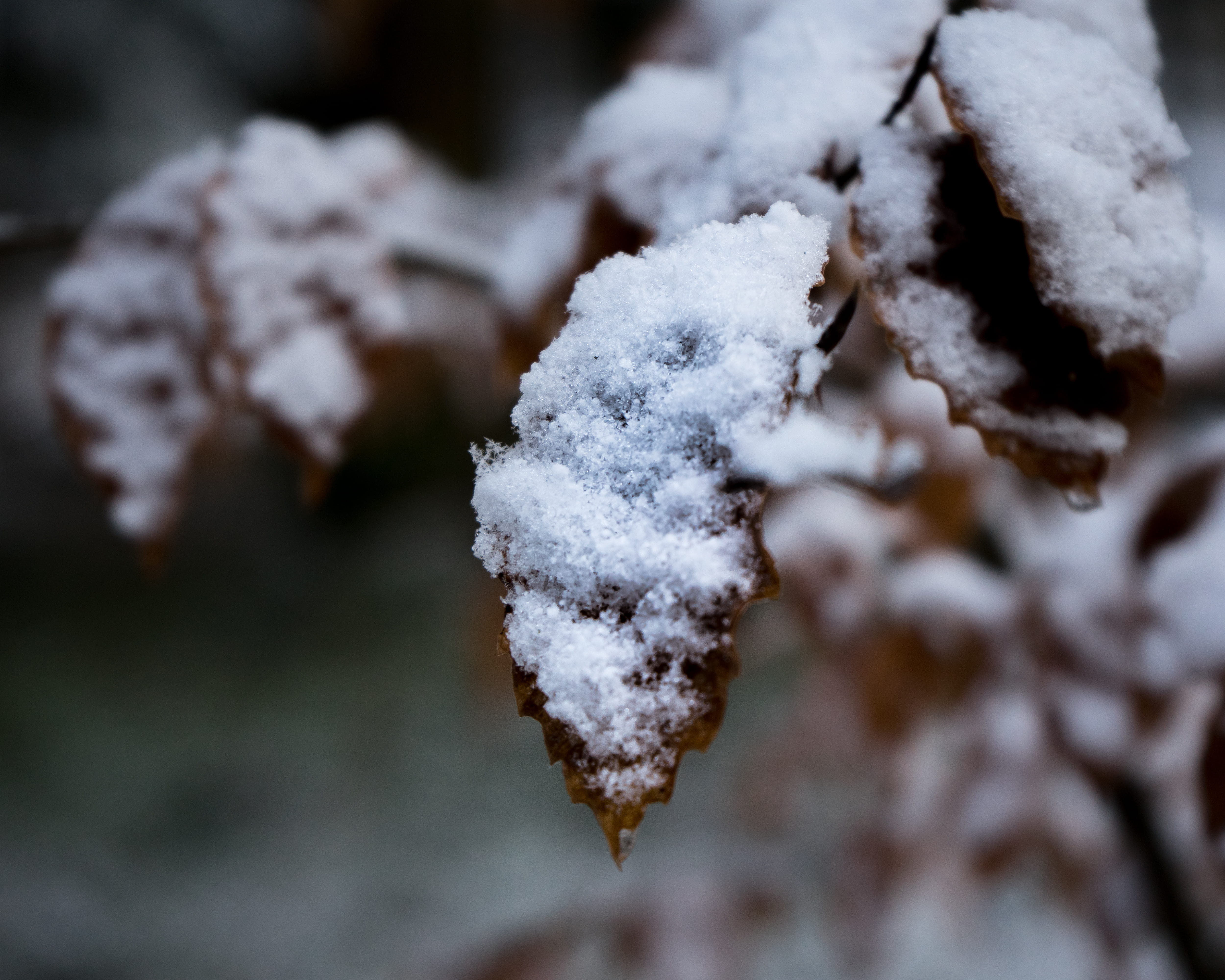 4K, powder snow, switzerland, food and drink, winter, ice, white color, le locle, close-up, alpha, nature, Sony a7 ii, sonya7II, covering, no people, coniferous tree, HD Wallpaper