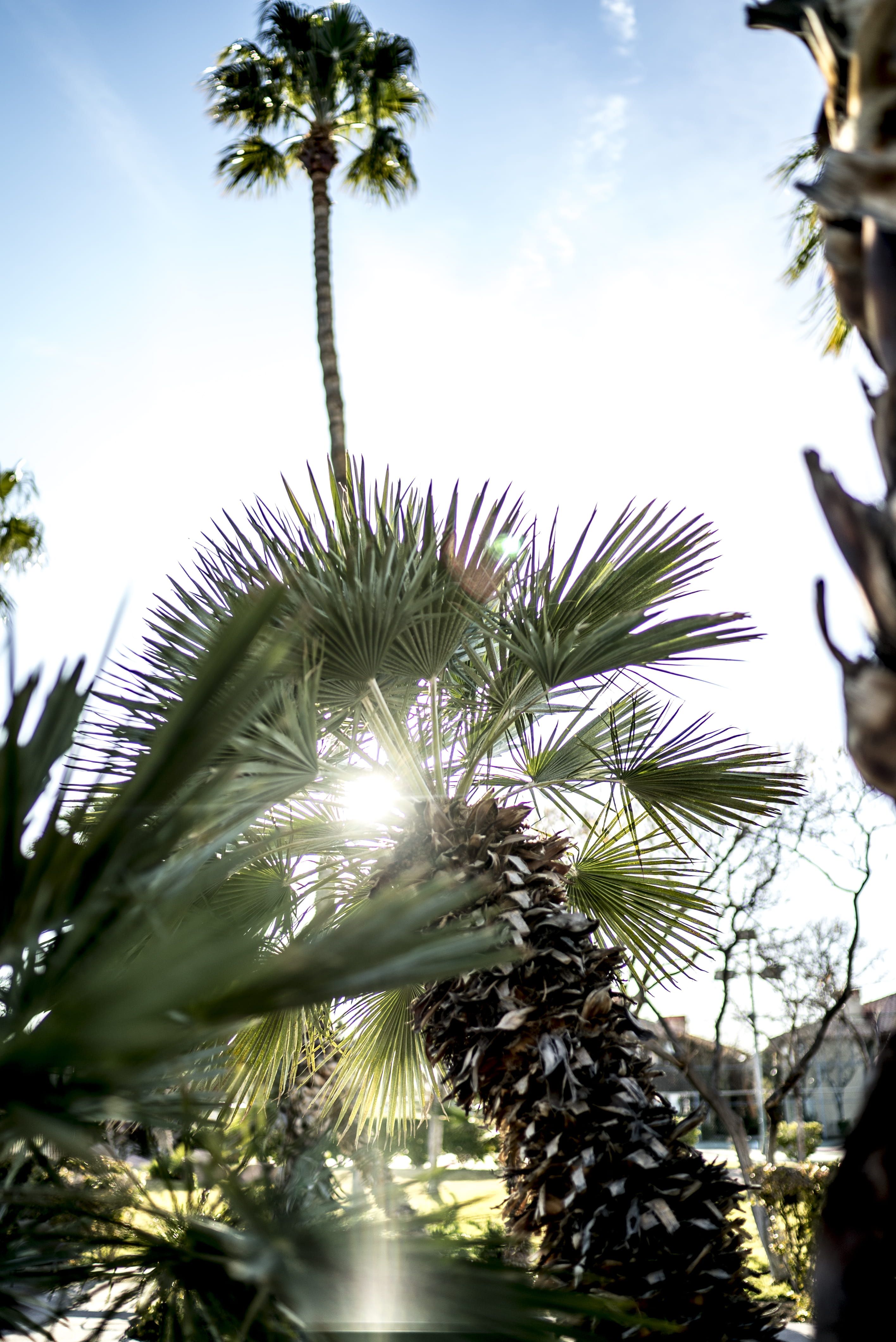 tree, day, sony alpha, palm trees, sony a7s ii, tropical climate, branch, cloud - sky, tranquility, sin city, poolside, photography, portrait, united states, Phone HD Wallpaper