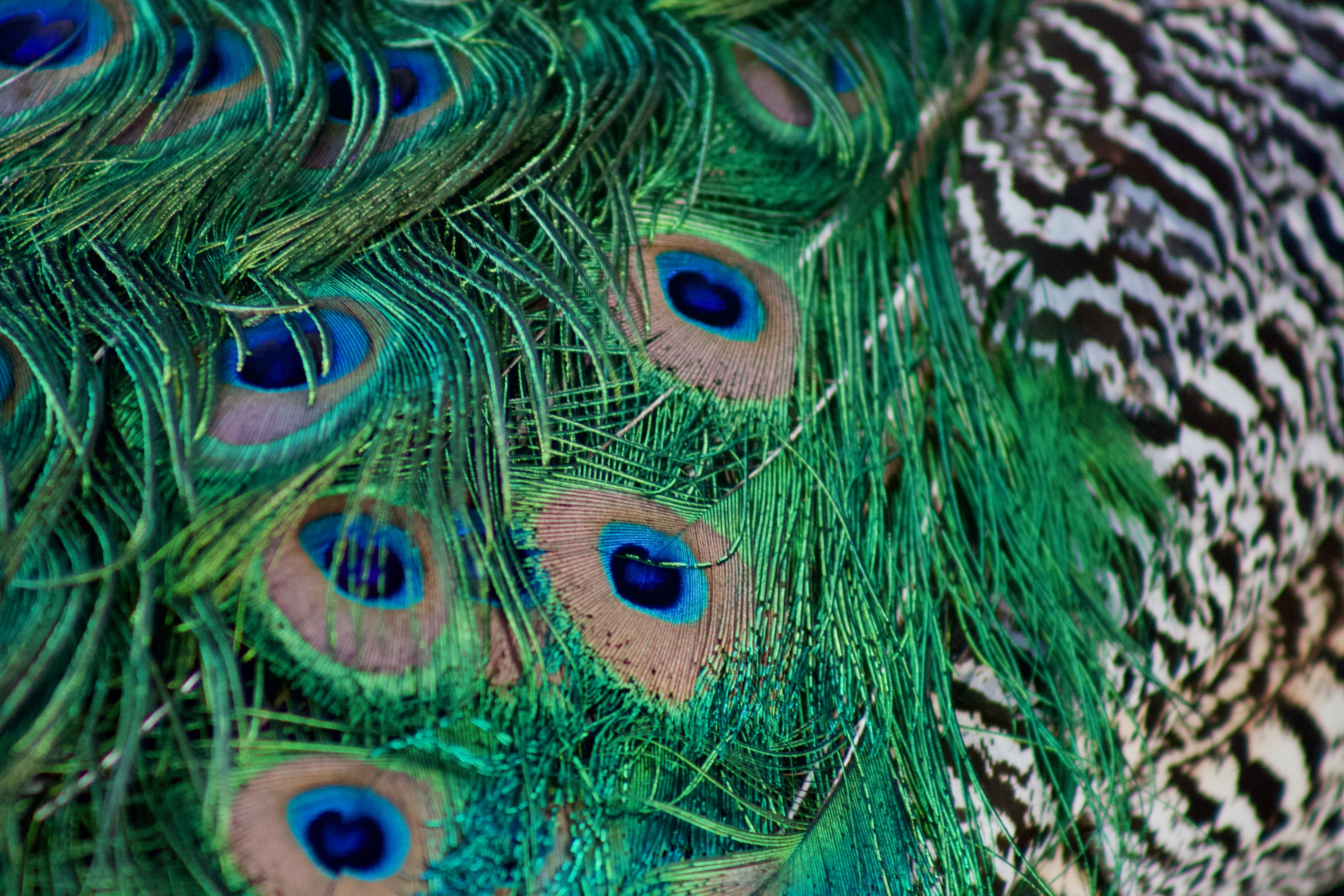 color, natural pattern, animal, day, portugal, vertebrate, green, animal wildlife, green color, no people, animal head, beauty in nature, multi colored, HD Wallpaper