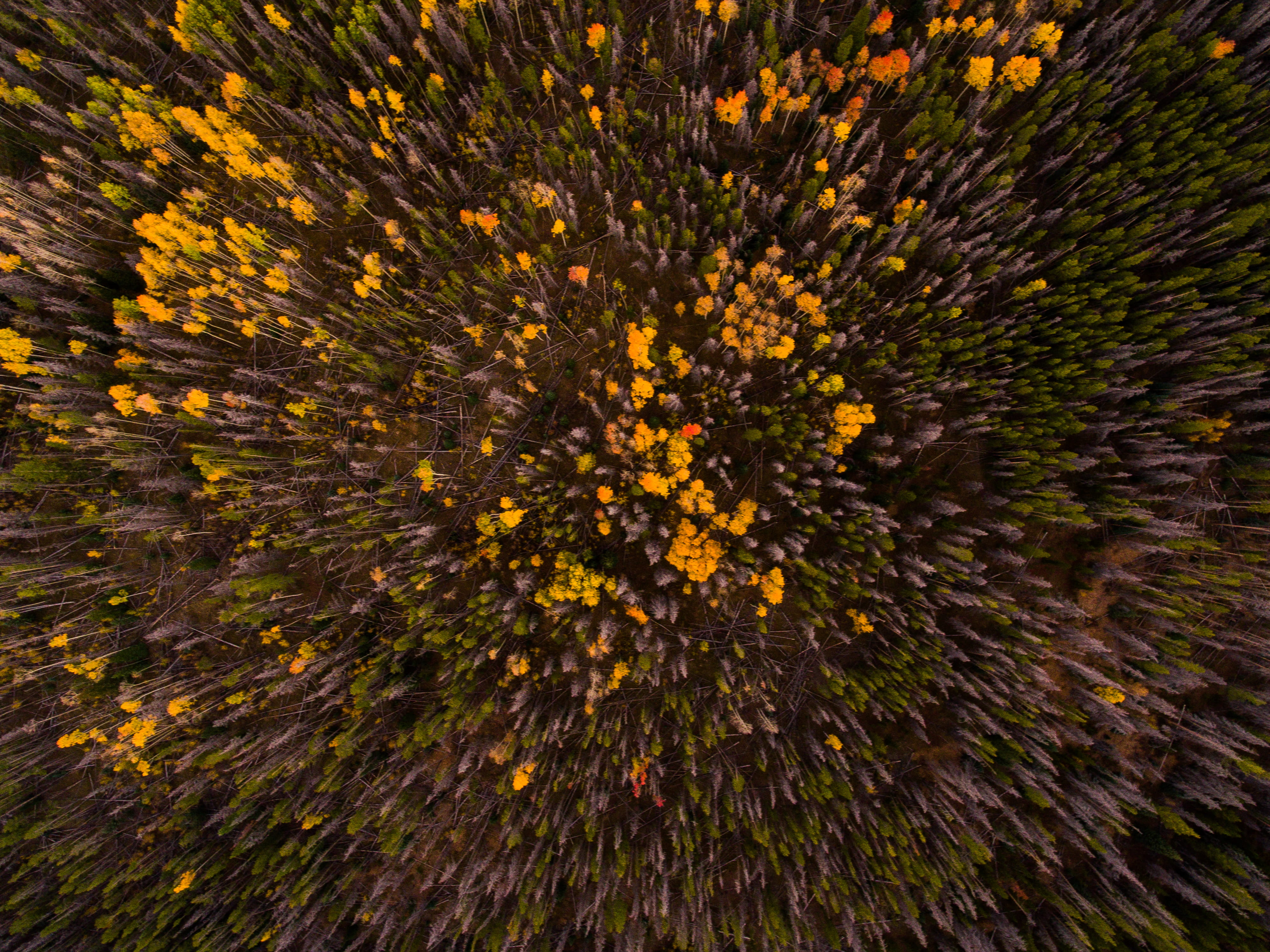 close-up, full frame, motion, tall, arial, gold colored, photo, flower, view, flowers, trees, green Color, macro, bird, digital composite, photography, HD Wallpaper