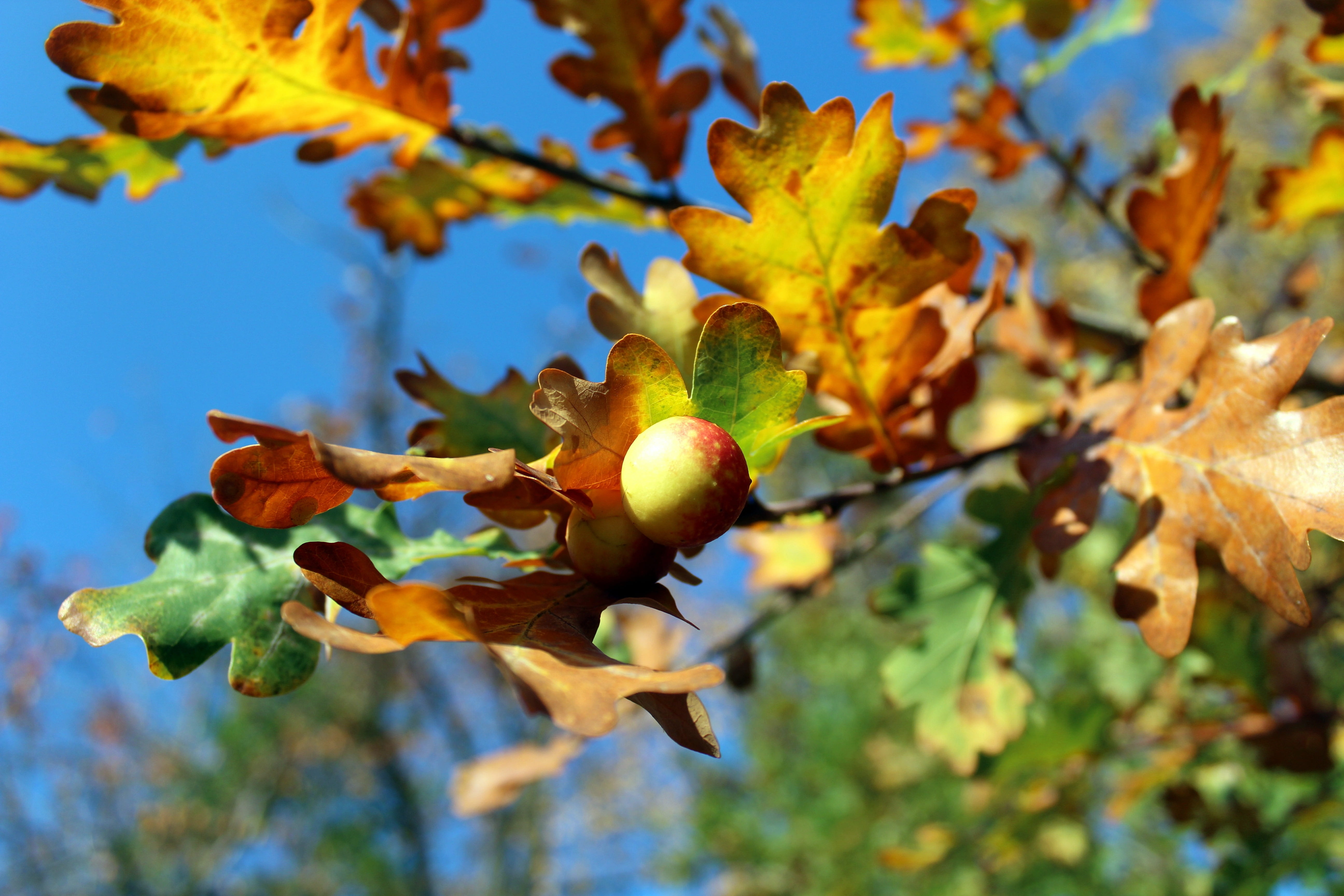 5K, fruit, no people, autumn, beauty in nature, change, food, close-up, wen, plant, healthy eating, growth, day, tree, selective focus, focus on foreground, HD Wallpaper