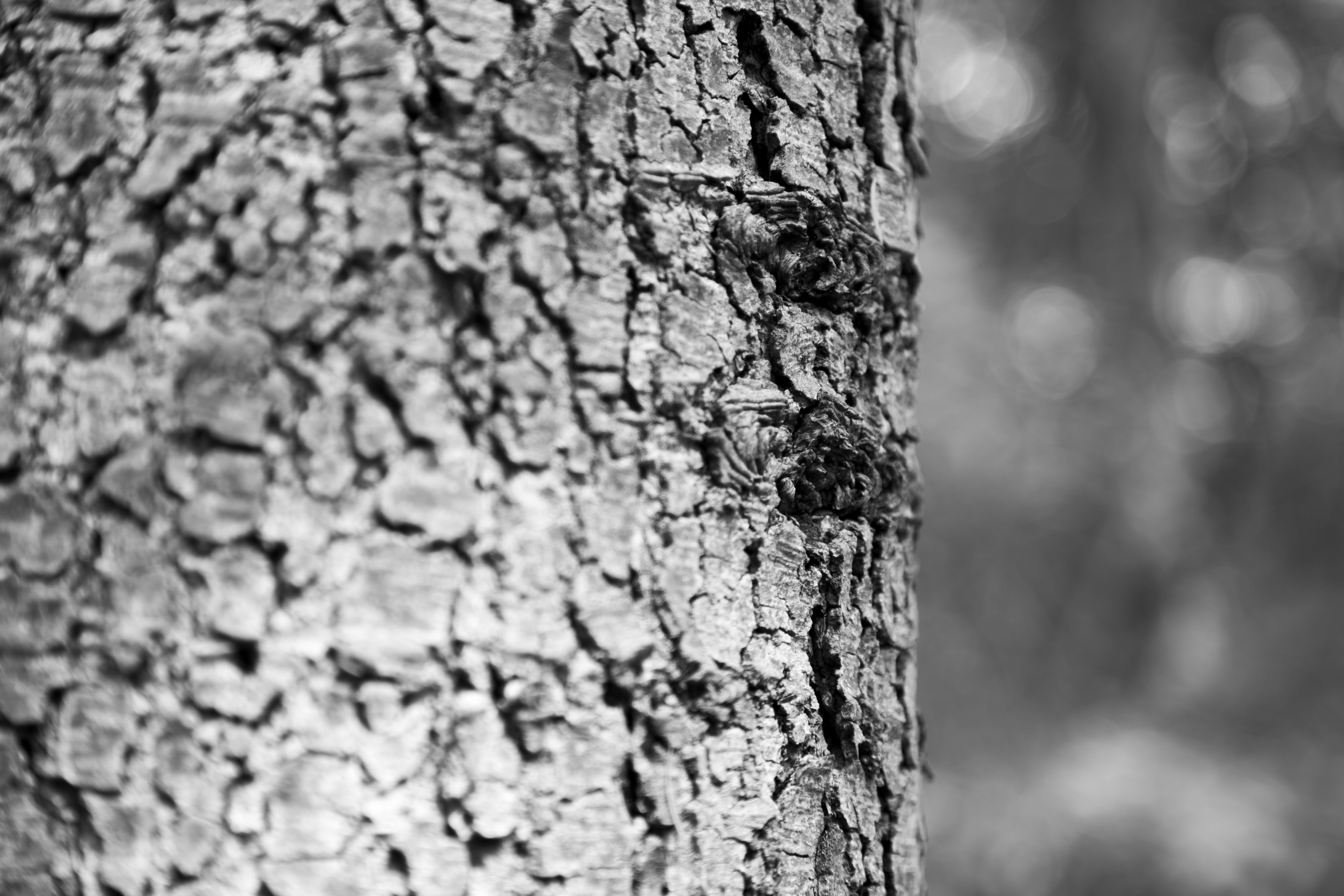 memories in my eyes, lichen, tree trunk, tree wood, focus on foreground, growth, dead wood, plant, wen lu, rough, era, weathered, outdoors, textured effect, HD Wallpaper