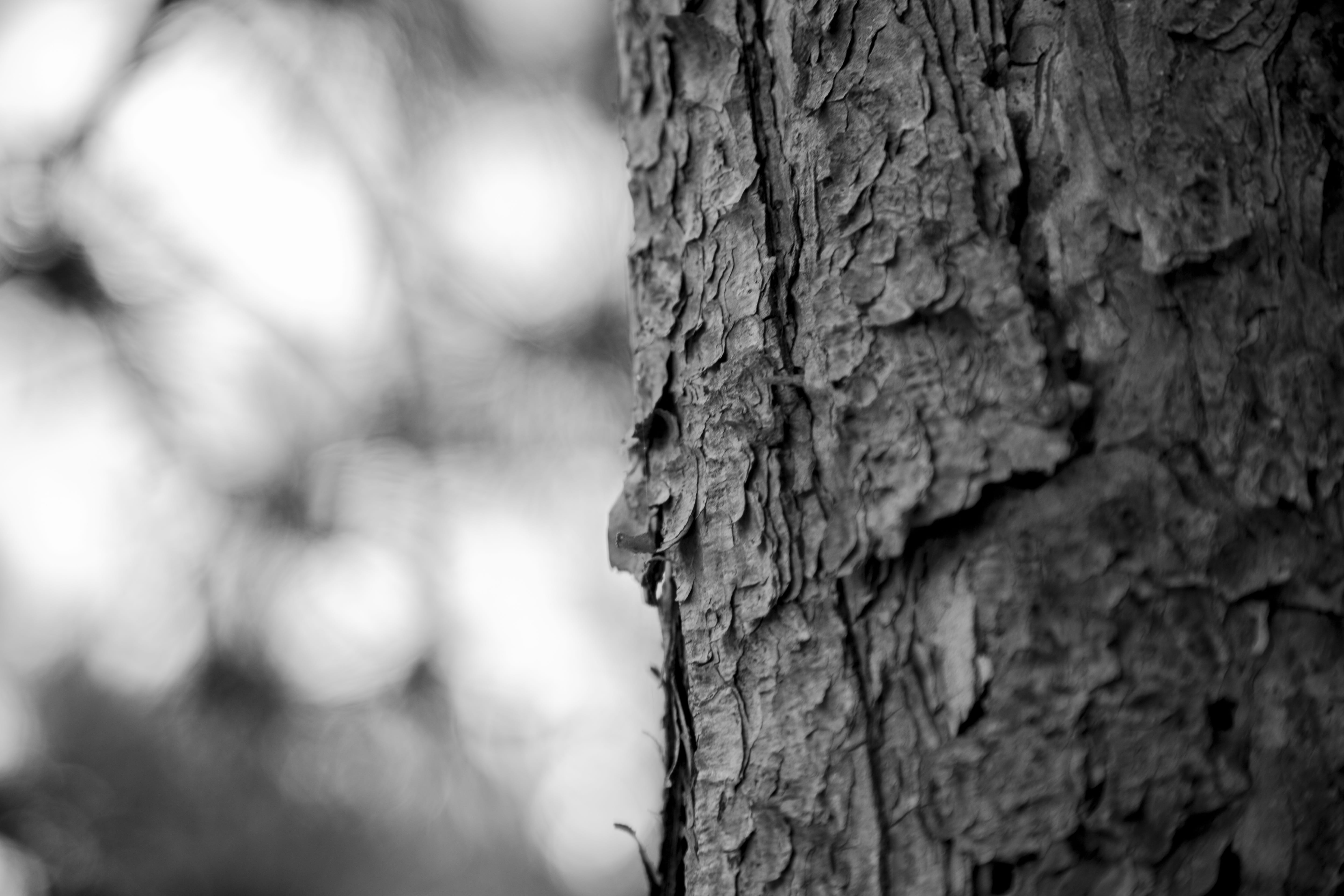 bark, textured, tree wood, tree bark, plant, tree trunk, focus on foreground, dead wood, wen lu, no people, backgrounds, rough, era, textured effect, 5K, HD Wallpaper