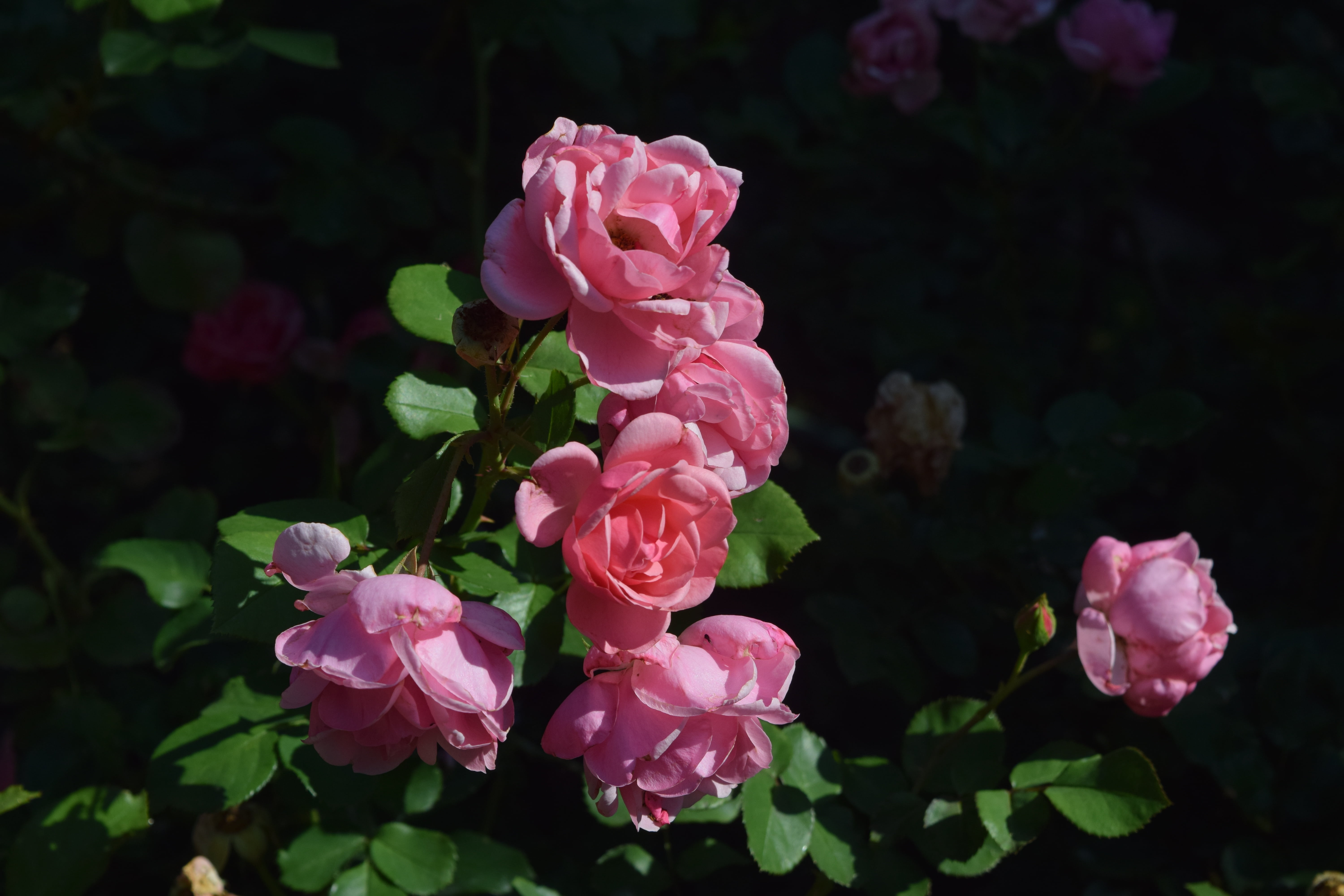 rose - flower, bunch of flowers, fragility, 5K, close-up, outdoors, vulnerability, plant, flowering plant, nature, pinkrose, flower head, inflorescence, HD Wallpaper