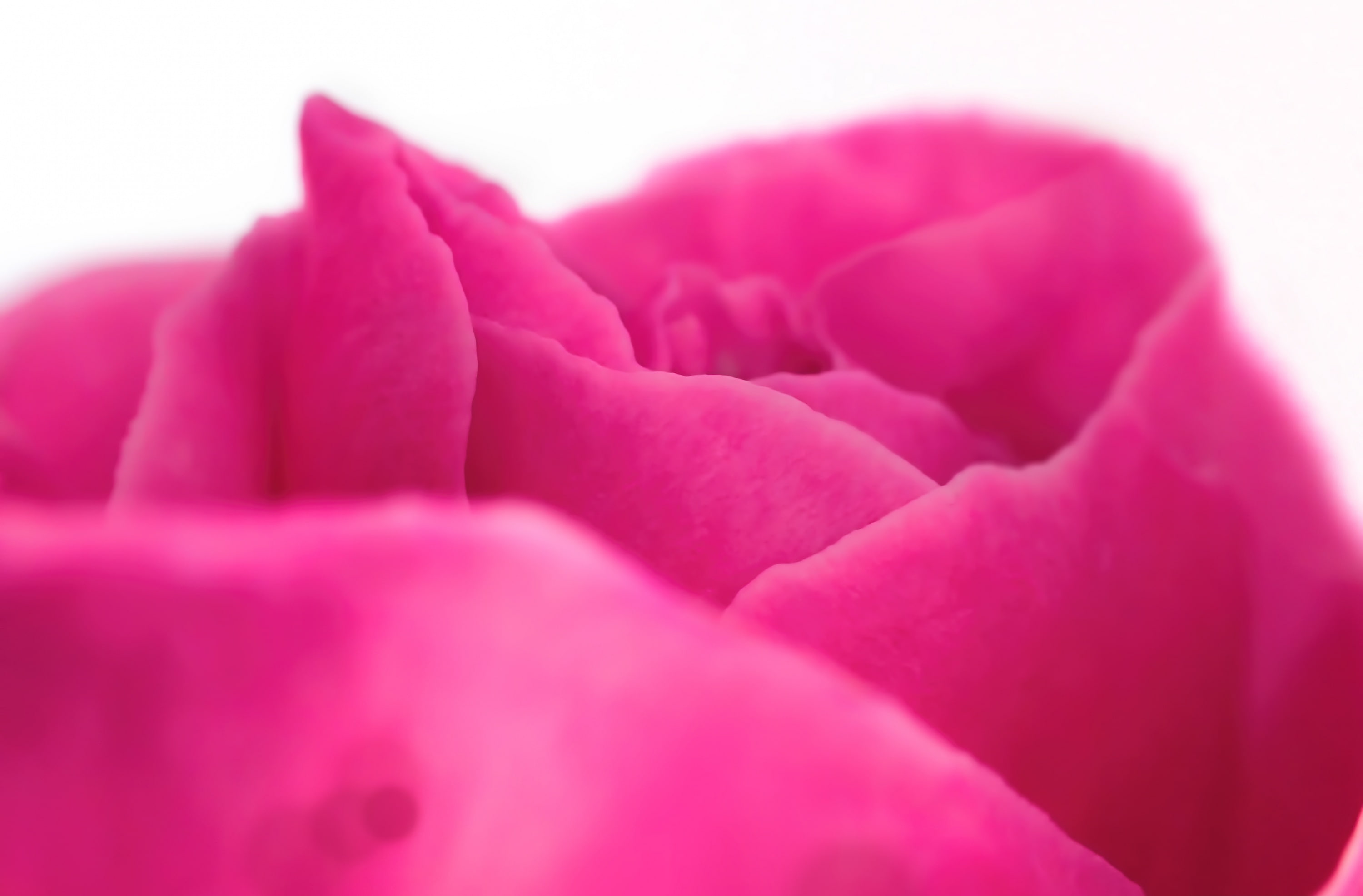 pink color, purple, freshness, petal, flower, perfume, beauty, close, inflorescence, pinkrose, extreme close-up, Cute, beauty in nature, selective focus, HD Wallpaper