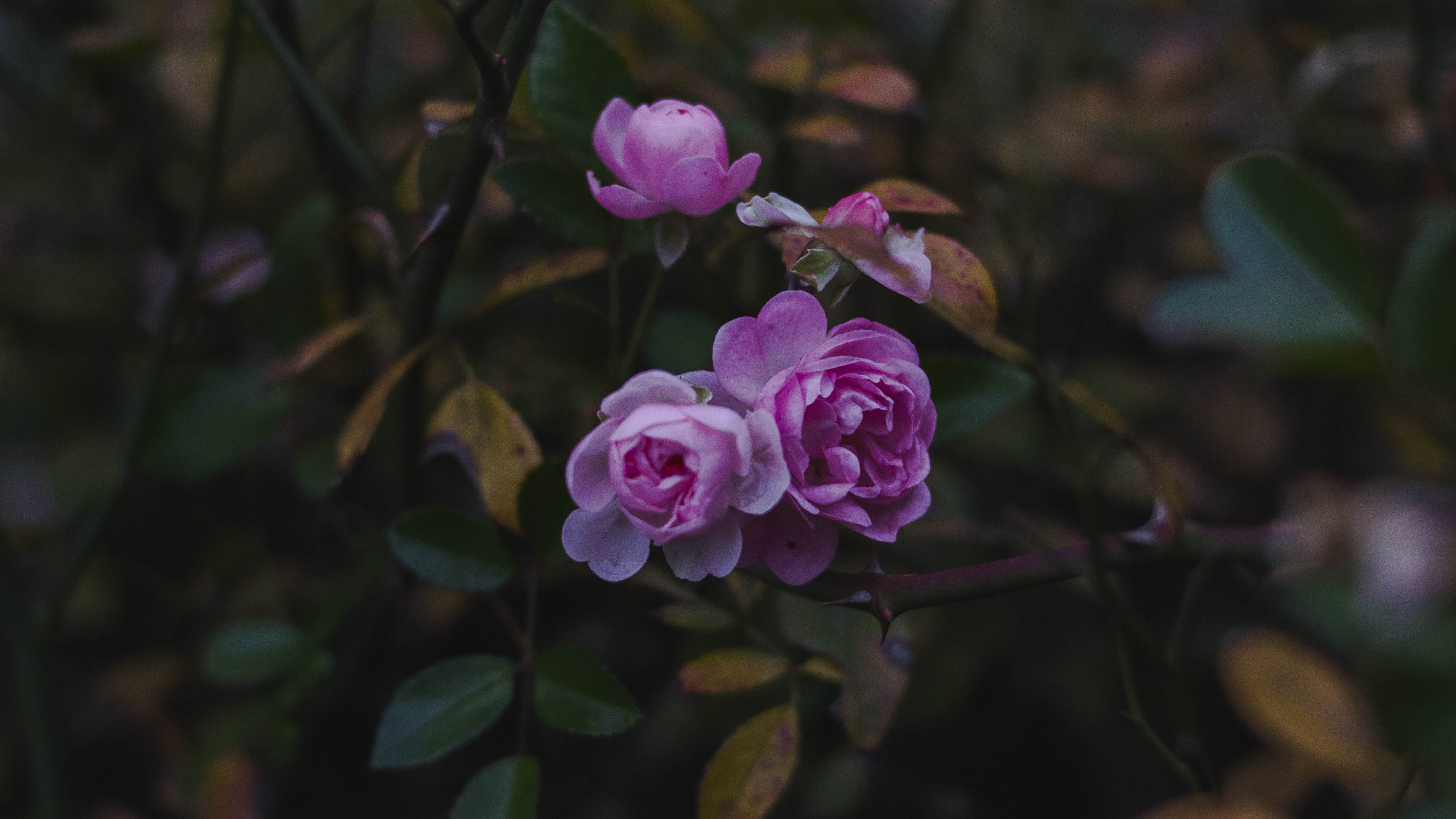 beauty in nature, flower, purple, petal, inflorescence, natural, close-up, flower head, nature, freshness, growth, fragility, romania, pink color, bucharest, HD Wallpaper