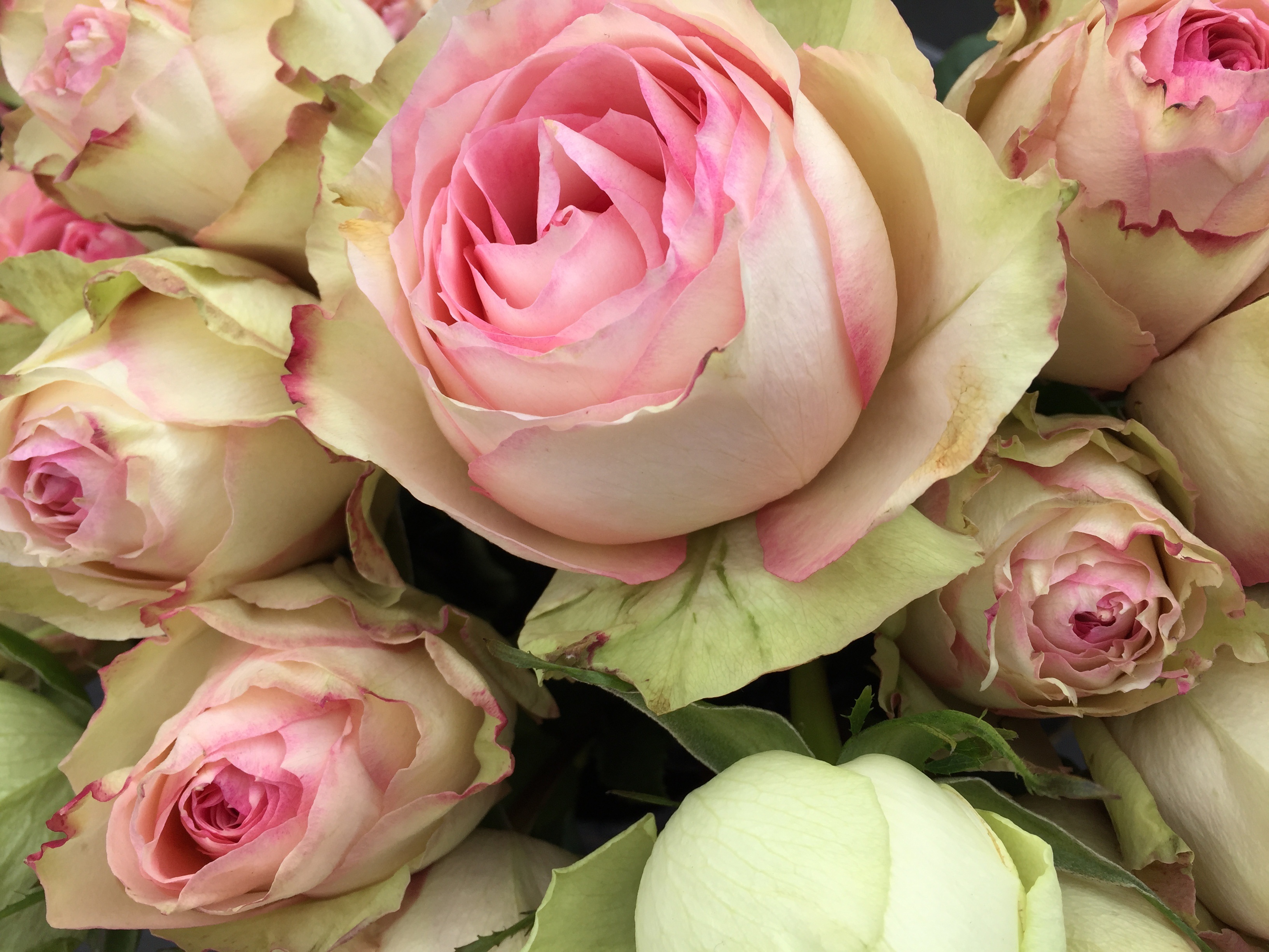 flower market, flower head, flower arrangement, freshness, flower, plant, pinkroses, floral, 2K, bunch of flowers, fragility, high angle view, vulnerability, HD Wallpaper