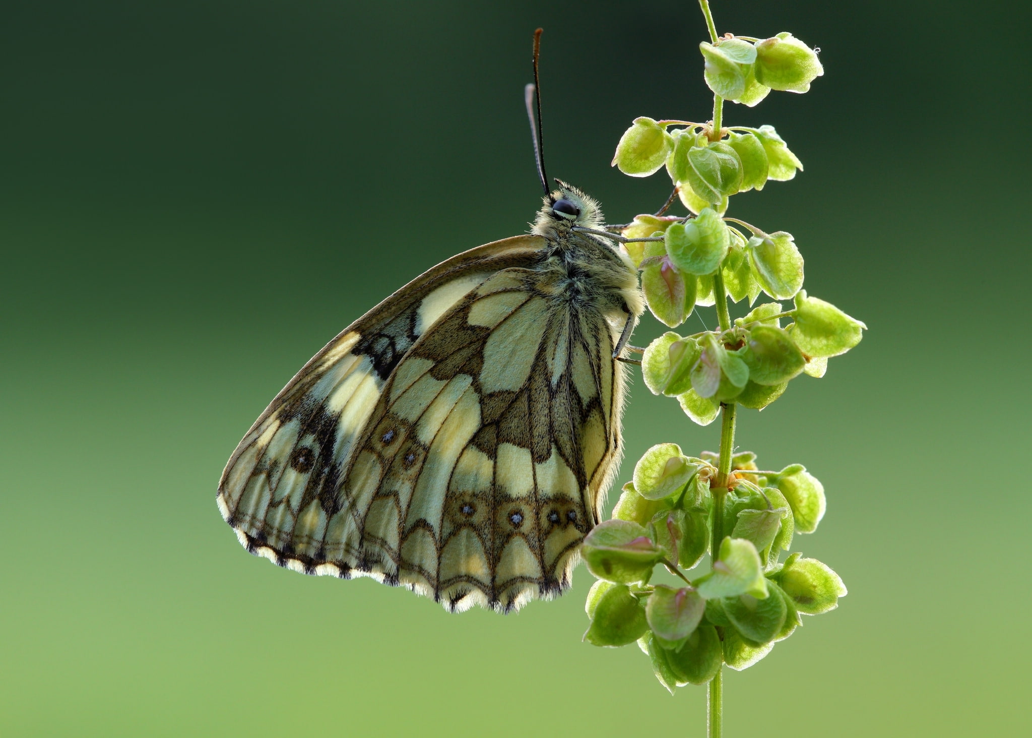 macro, Mastropasqua Galatea, 1080P, butterfly, HD Wallpaper