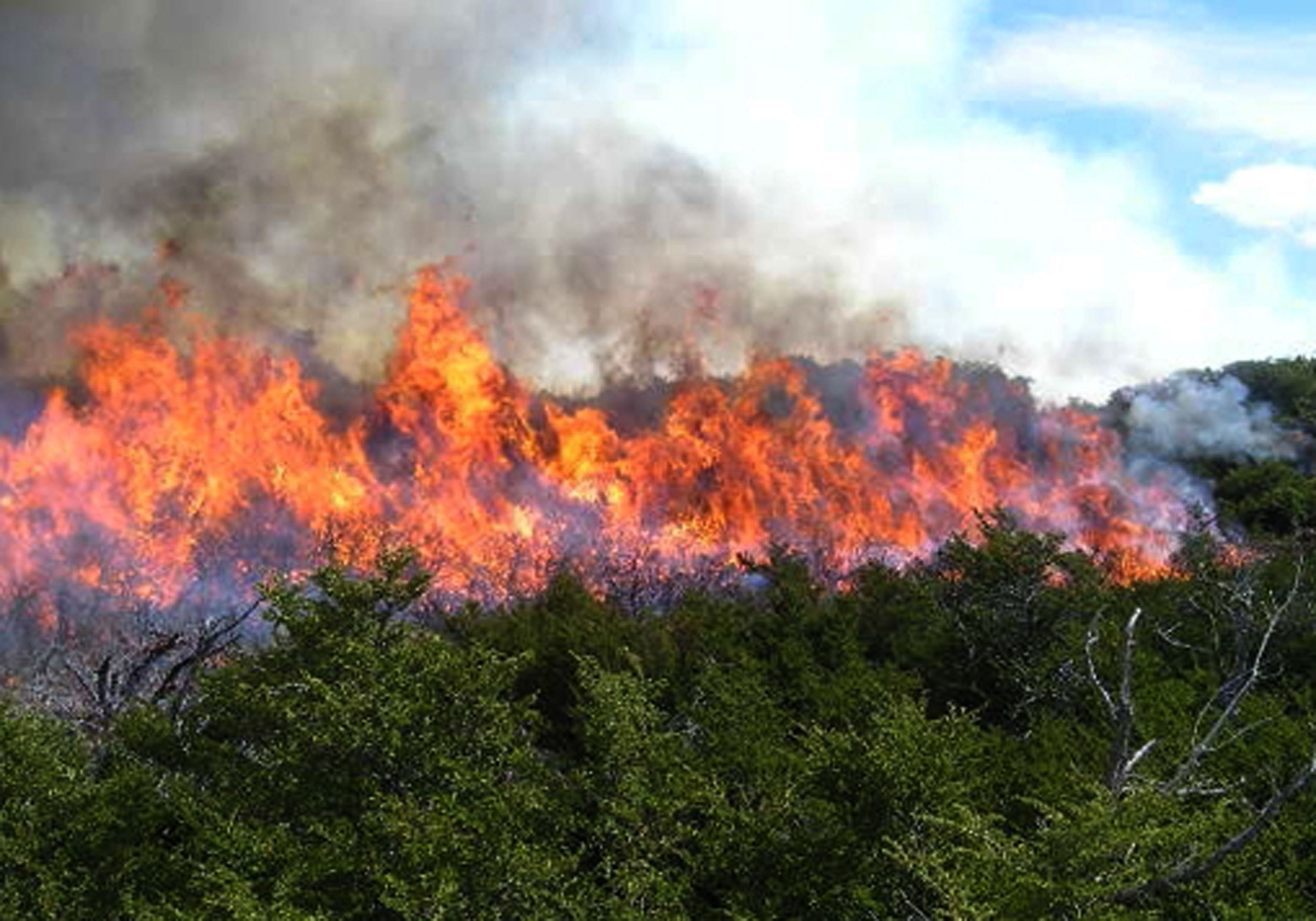 humo, incendio, bosque, 2K, naturaleza, HD Wallpaper
