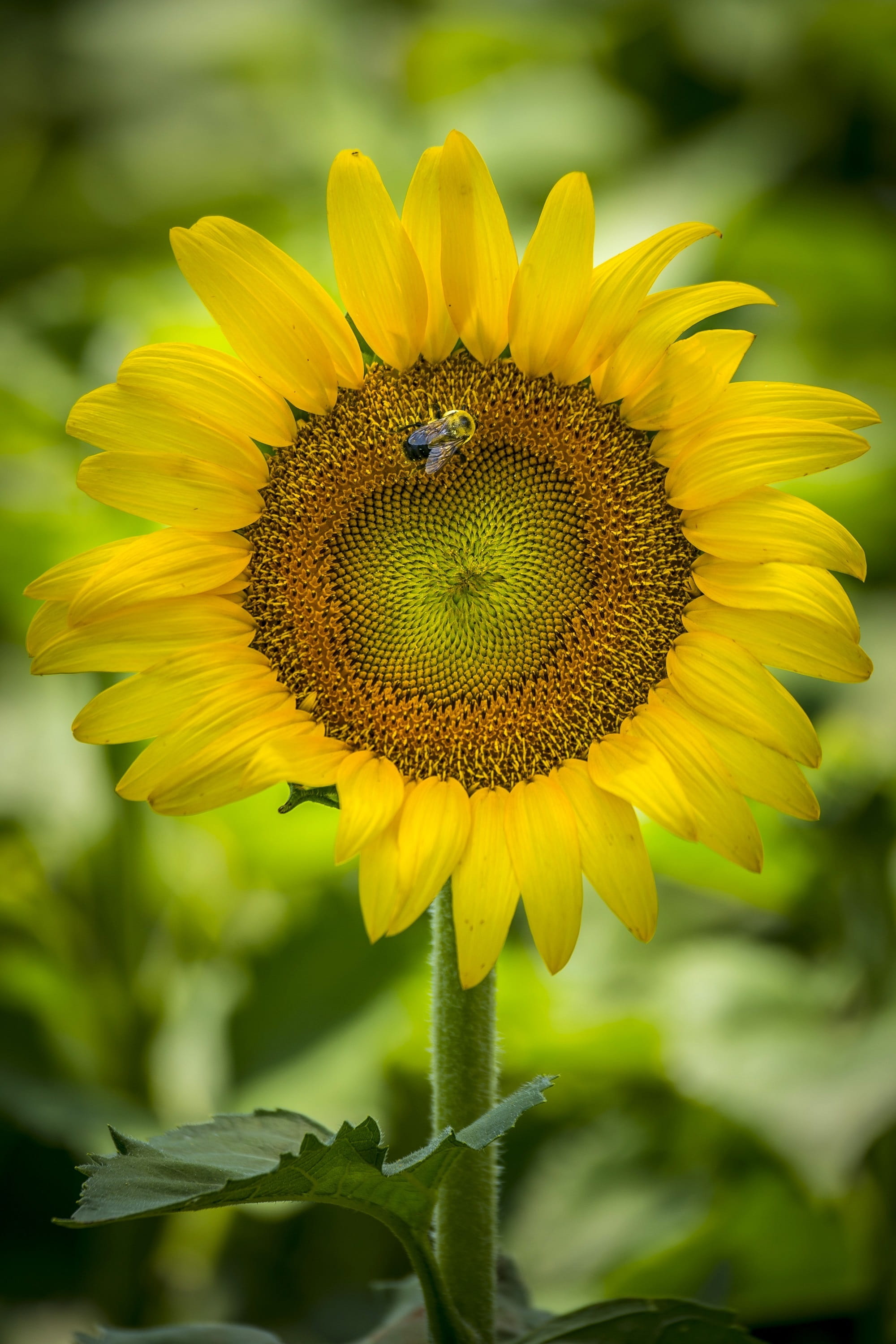 2K, bee, growing, vulnerability, focus on foreground, fragility, animal, usda, freshness, invertebrate, flowering plant, petals, pollination, vibrant, Phone HD Wallpaper