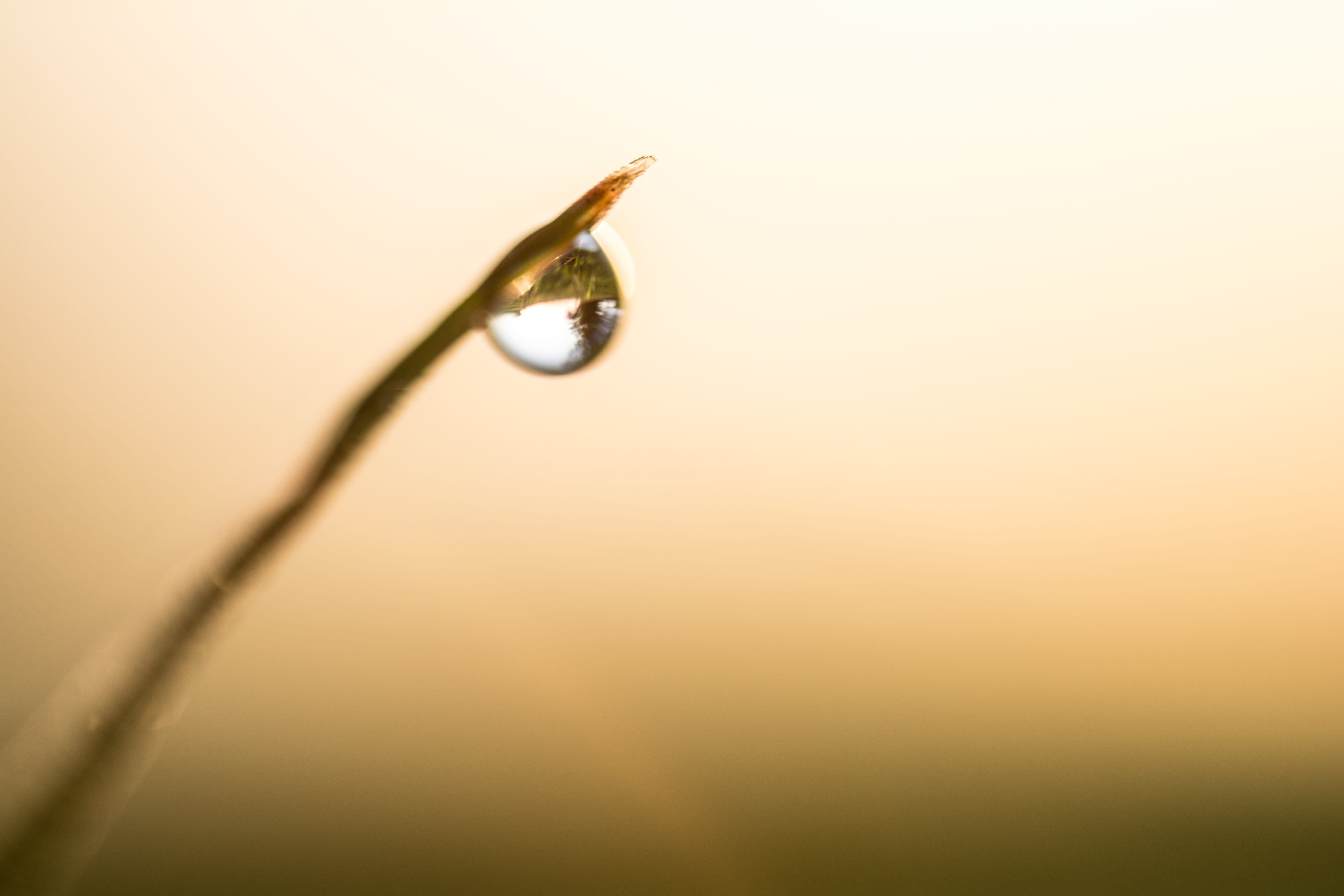 one animal, animal themes, animal, Drop, colored background, animal wildlife, dew, water, transmission, wet, Reflection, copy space, Grass, plant, Dof, HD Wallpaper