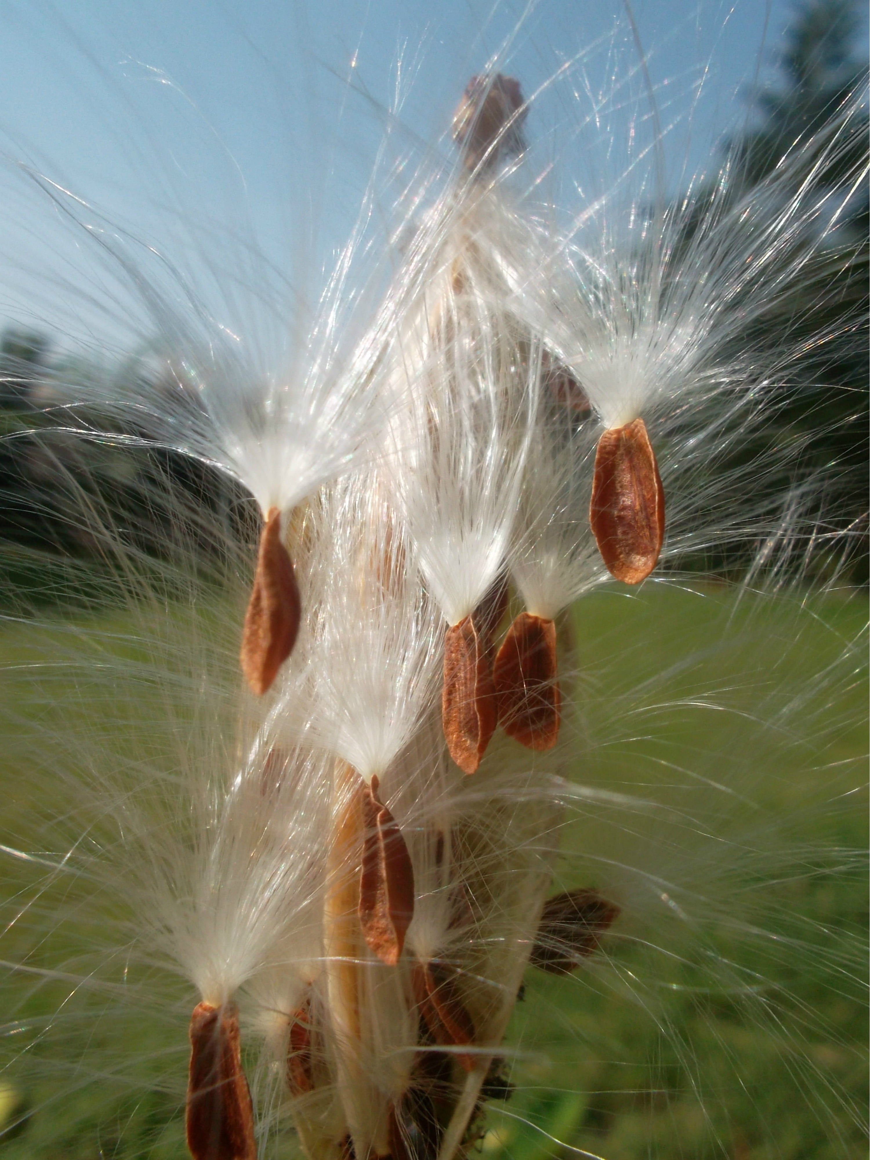 flora, milkweeds, nature, summer, background, buds, close-up, branch, brown, pod, plants, flower seeds, grass, seed, gardening, perenial, vegetation, seed pod, Phone HD Wallpaper