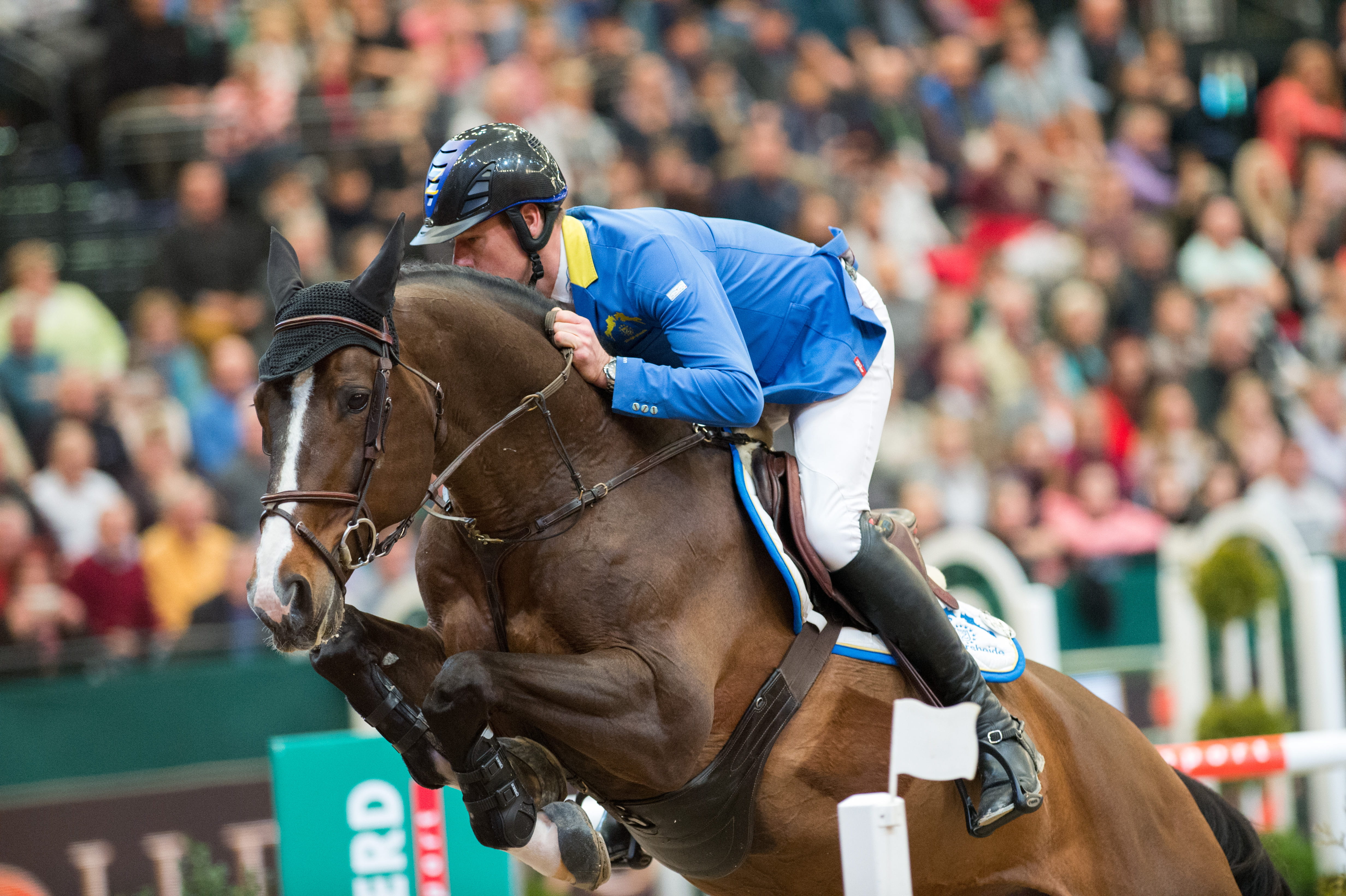 performance, adult, 4K, mammal, domestic, activity, brown, jockey, horse racing, horse, livestock, animal head, rider, ride, show jumping, one animal, HD Wallpaper