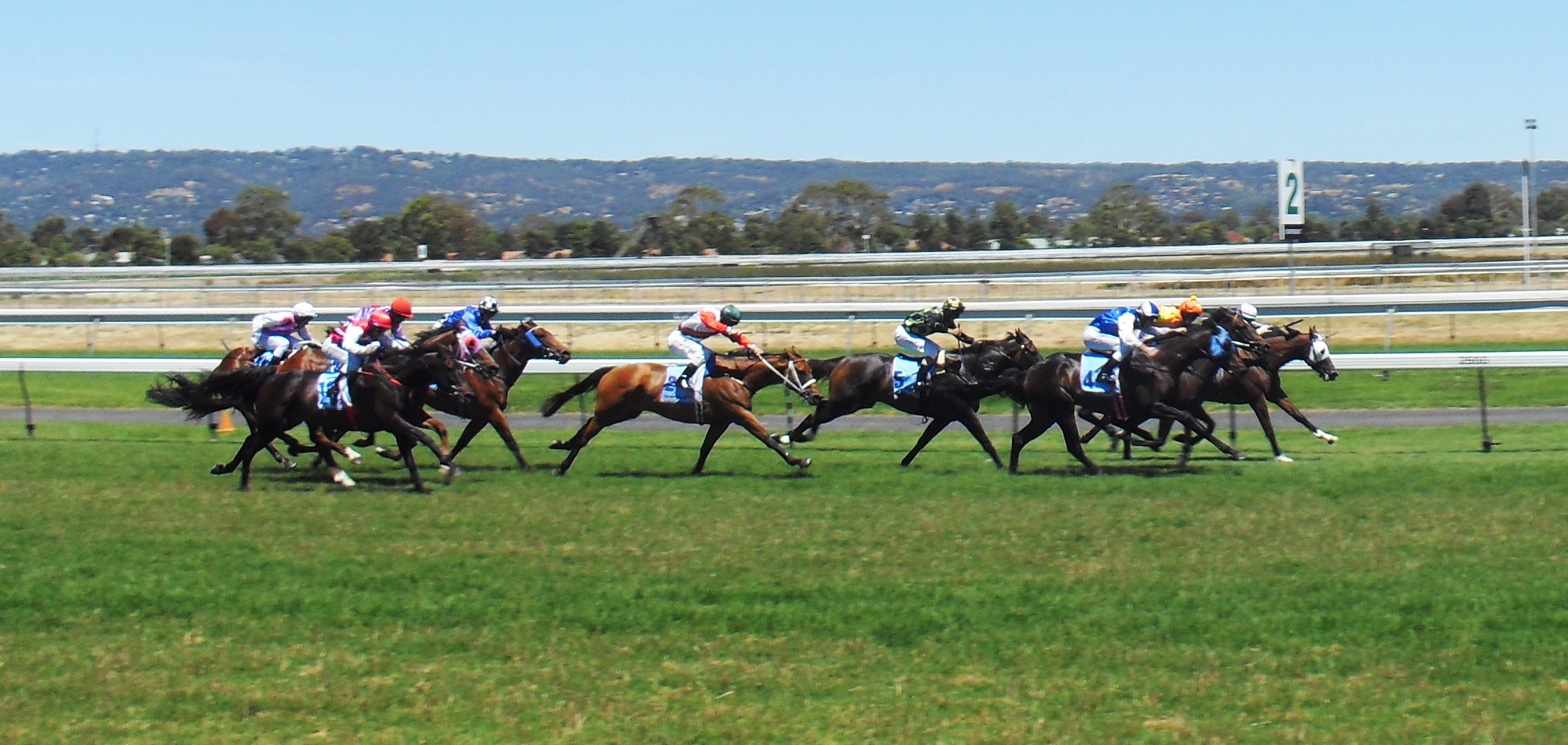 medium group of animals, horse, track, horseback riding, spectator, outdoors, domestic, grass, riding, thoroughbred, horsemen, 1080P, rider, racing, horses, HD Wallpaper