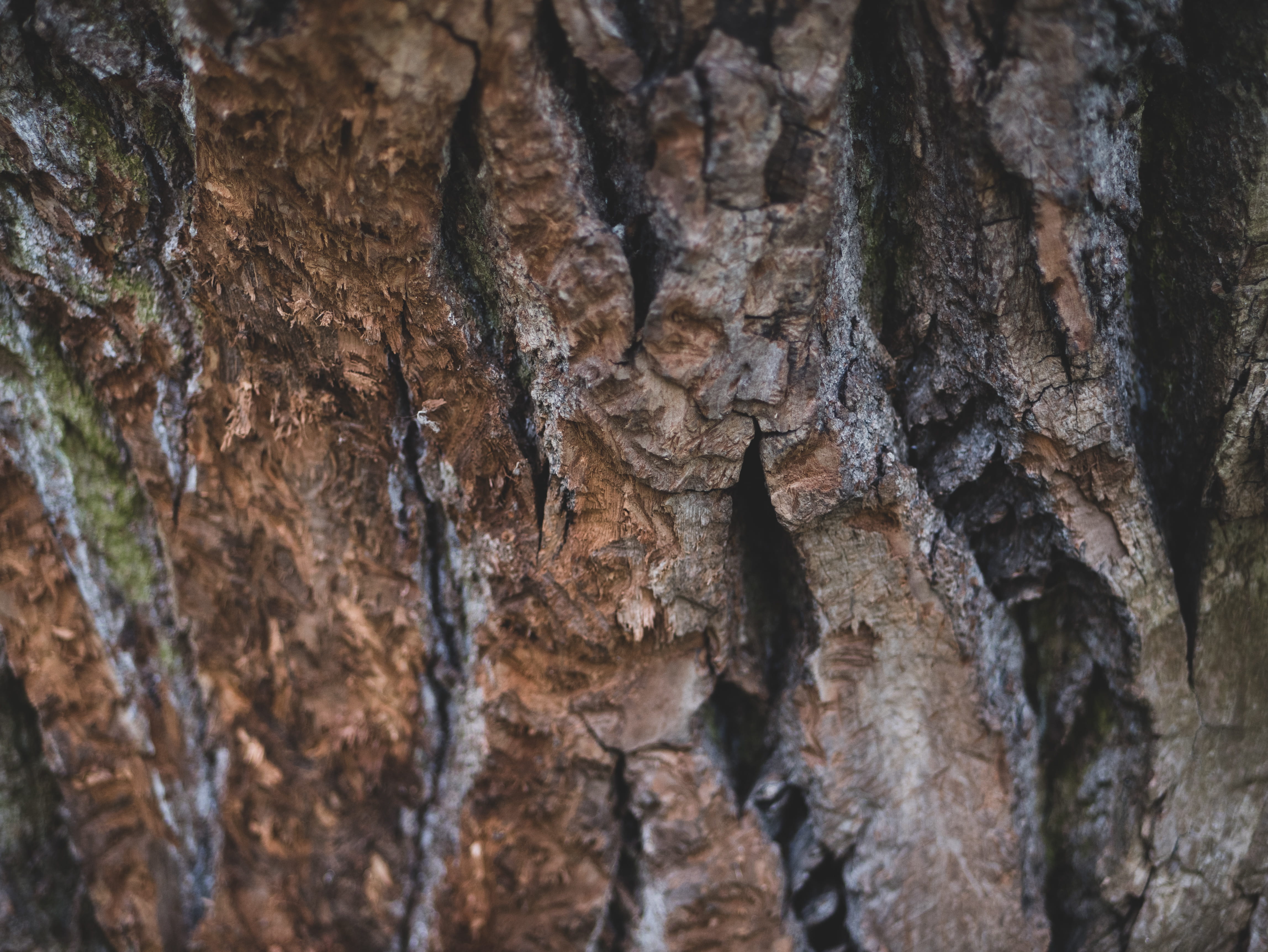 natural pattern, outdoors, textured effect, insect, close-up, algae, animal, pattern, root, tree trunk, tree, brown, plant bark, natural condition, texture, HD Wallpaper