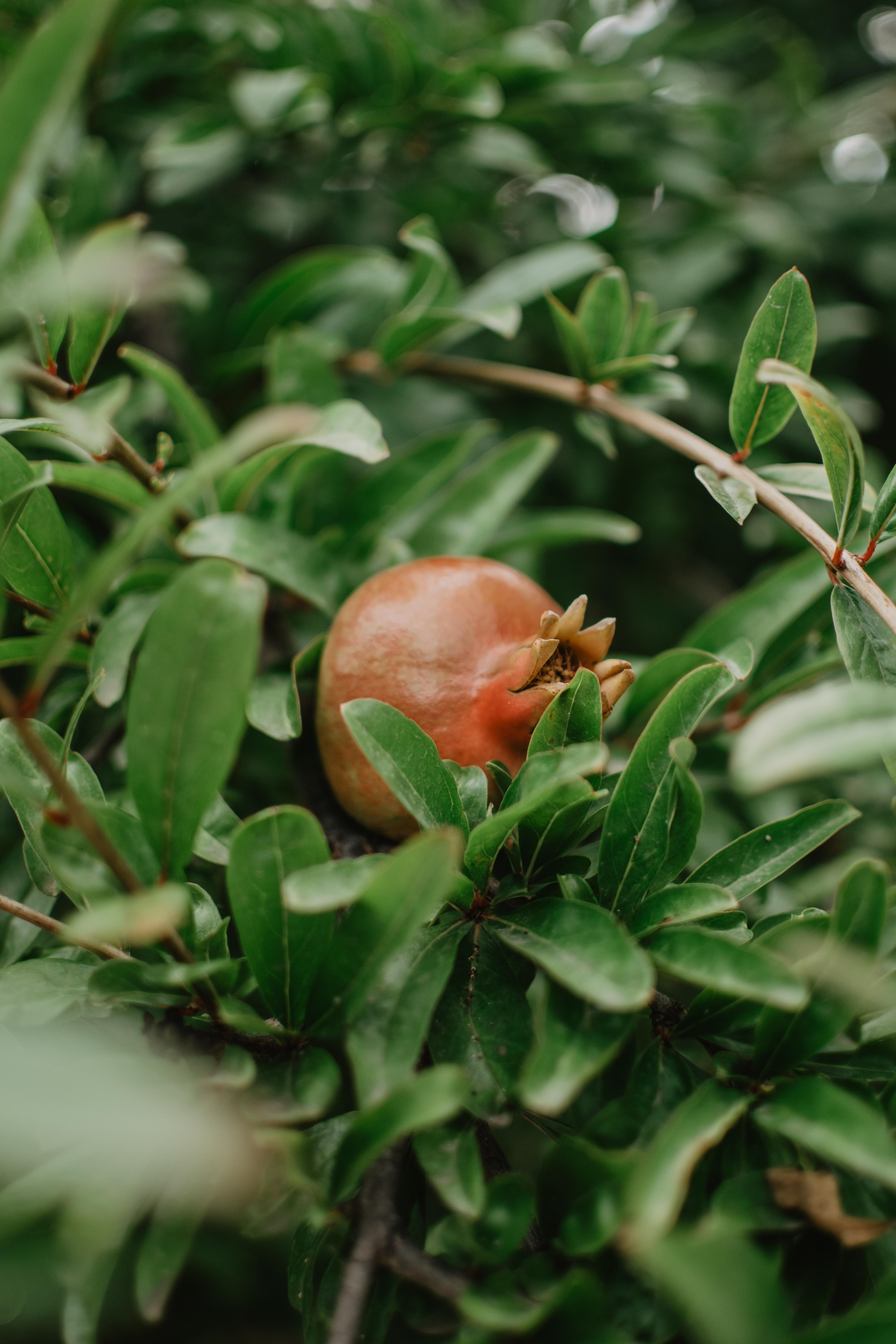leaf, musical instrument, produce, blueberry, plum, durian, citrus fruit, no people, freshness, kiwi, beauty in nature, arugula, healthy eating, selective focus, Phone HD Wallpaper