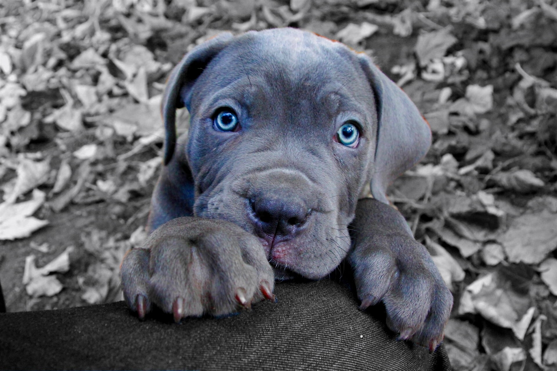 face, high angle view, gray, brown, purebred Dog, lying Down, small, one Animal, mammal, blue eyes, american, black Color, day, bull, looking, paws, relaxation, HD Wallpaper