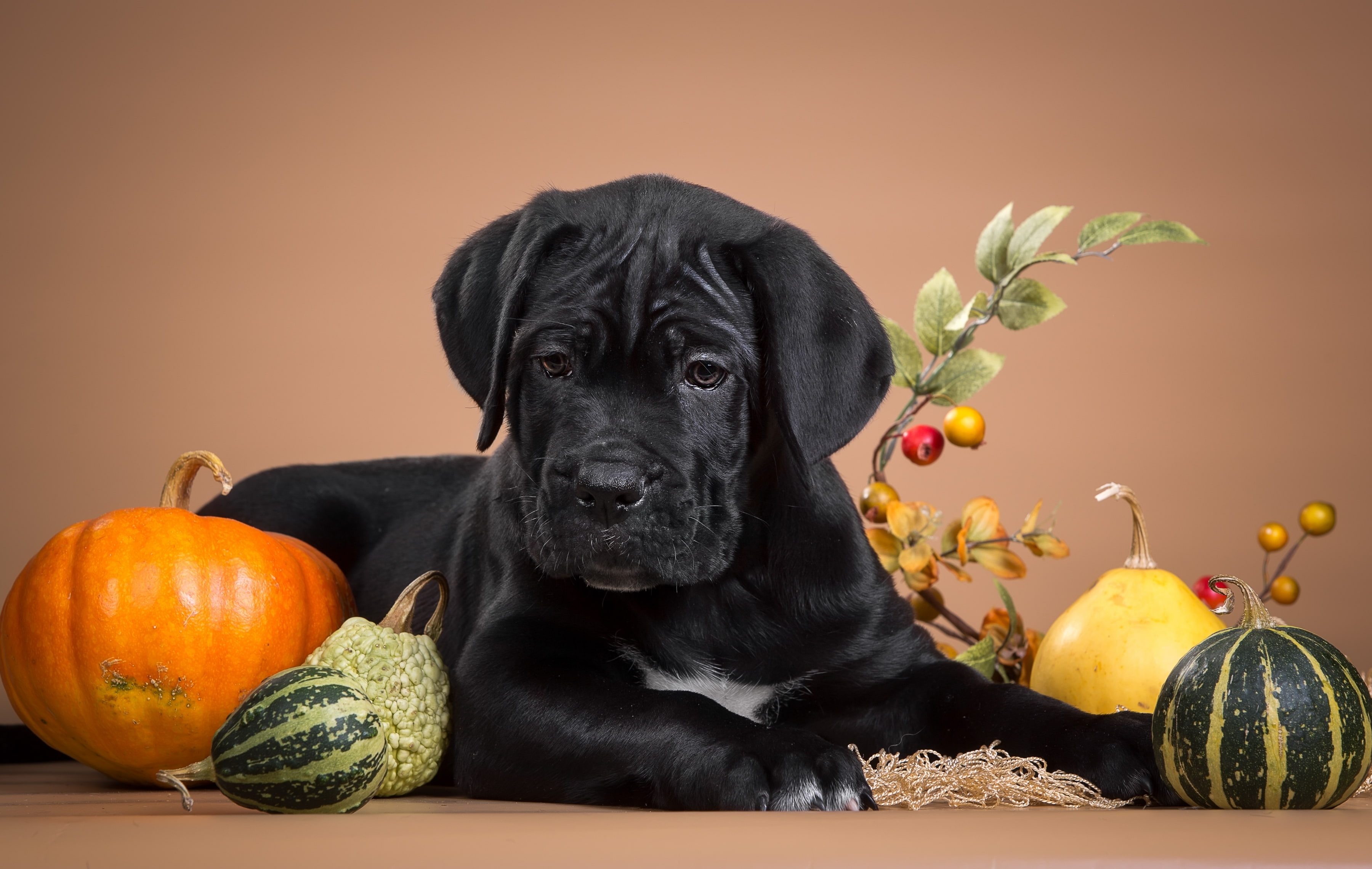 serious, black, pumpkin, cane Corso, puppy, 2K, HD Wallpaper
