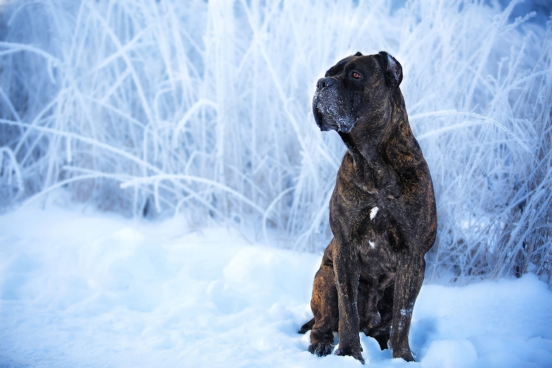 Snow, Cane Corso, 1080P, Dog, Dogs, Pet, Winter, HD Wallpaper