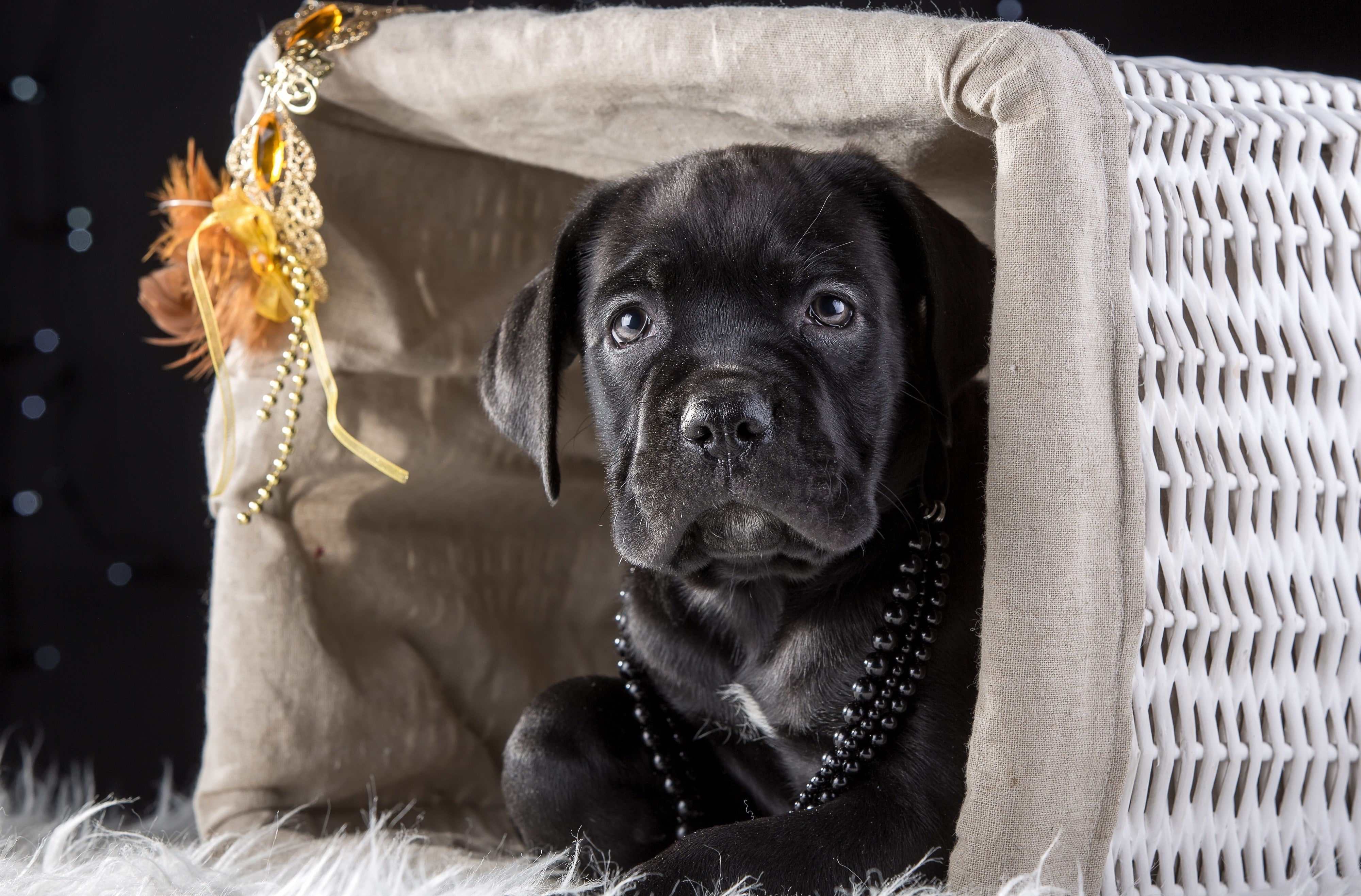 4K, cane corso, HD Wallpaper
