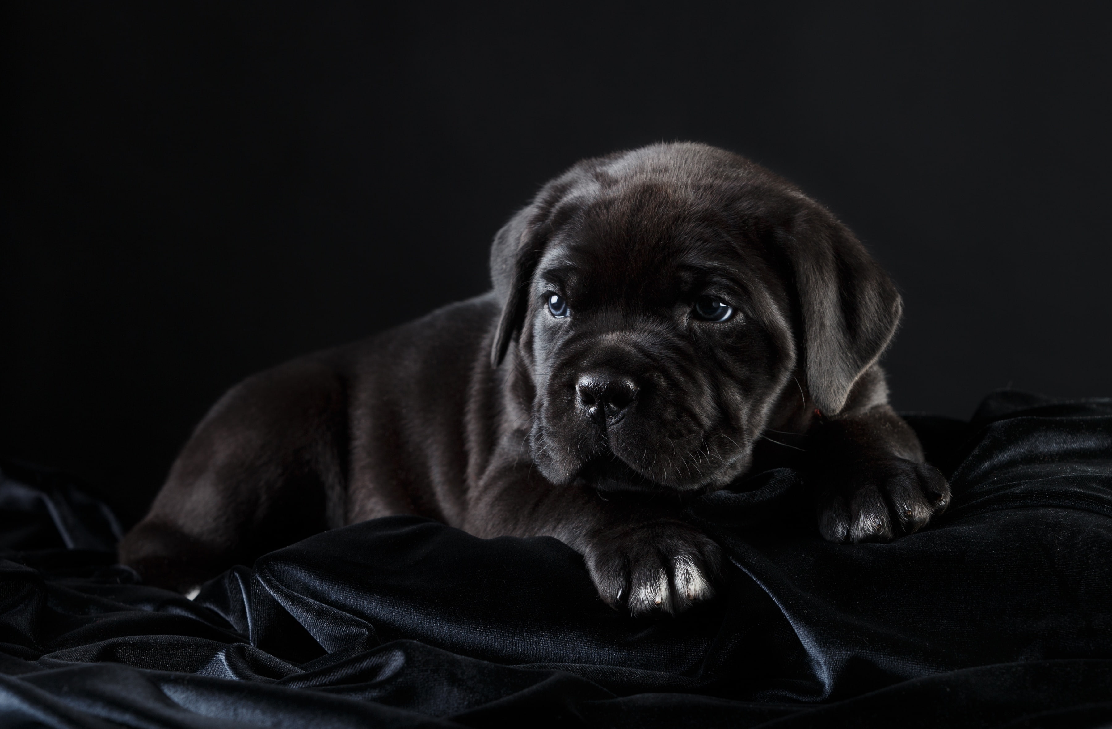 black, cane Corso, puppy, 2K, HD Wallpaper