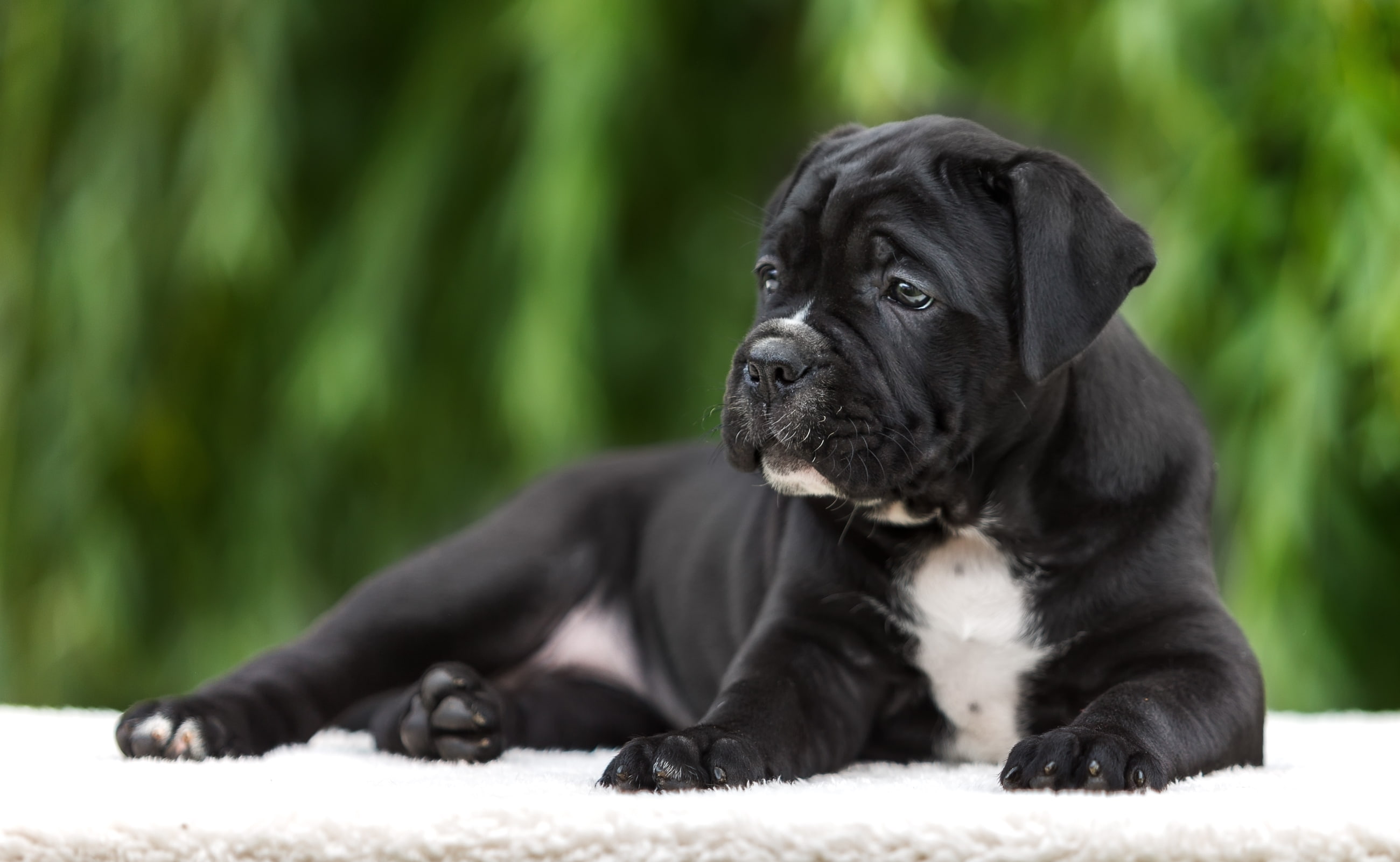 cane Corso, 2K, breed, puppy, HD Wallpaper