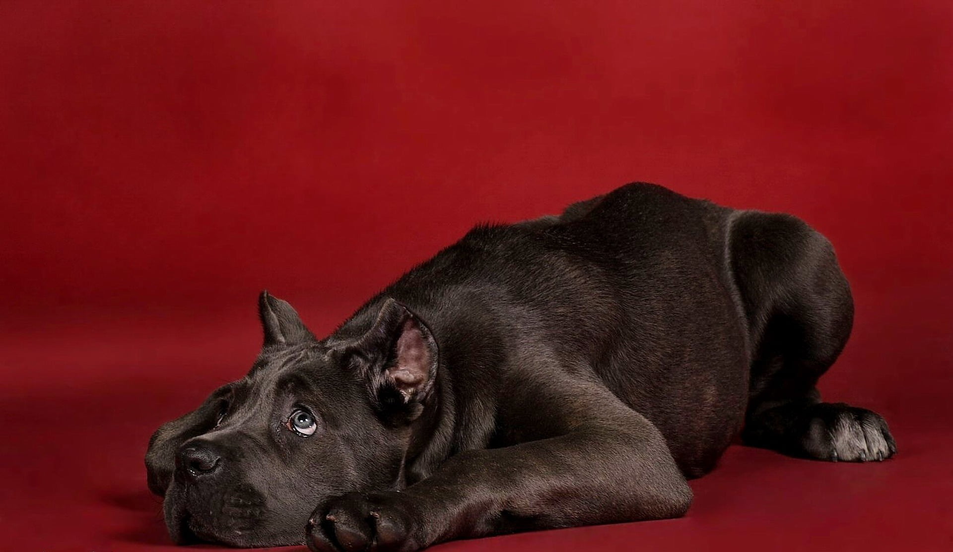 bull, pit, relaxation, adult, young Animal, indoors, obedience, black Color, black, studio Shot, looking, cute, colored background, purebred Dog, one Animal, HD Wallpaper