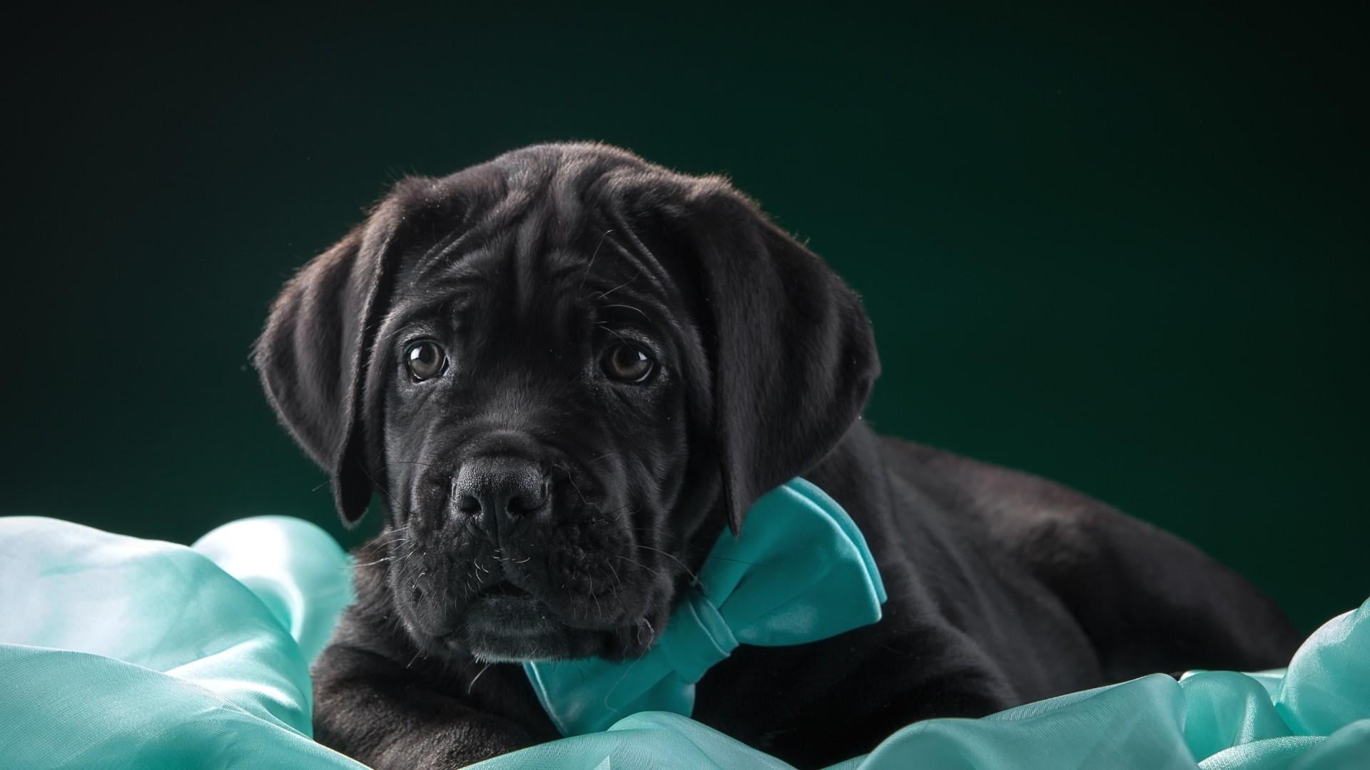 vertebrate, dog, canine, animal eye, holding, indoors, domestic animals, people, animal body part, looking at camera, domestic, black color, guard dog, HD Wallpaper