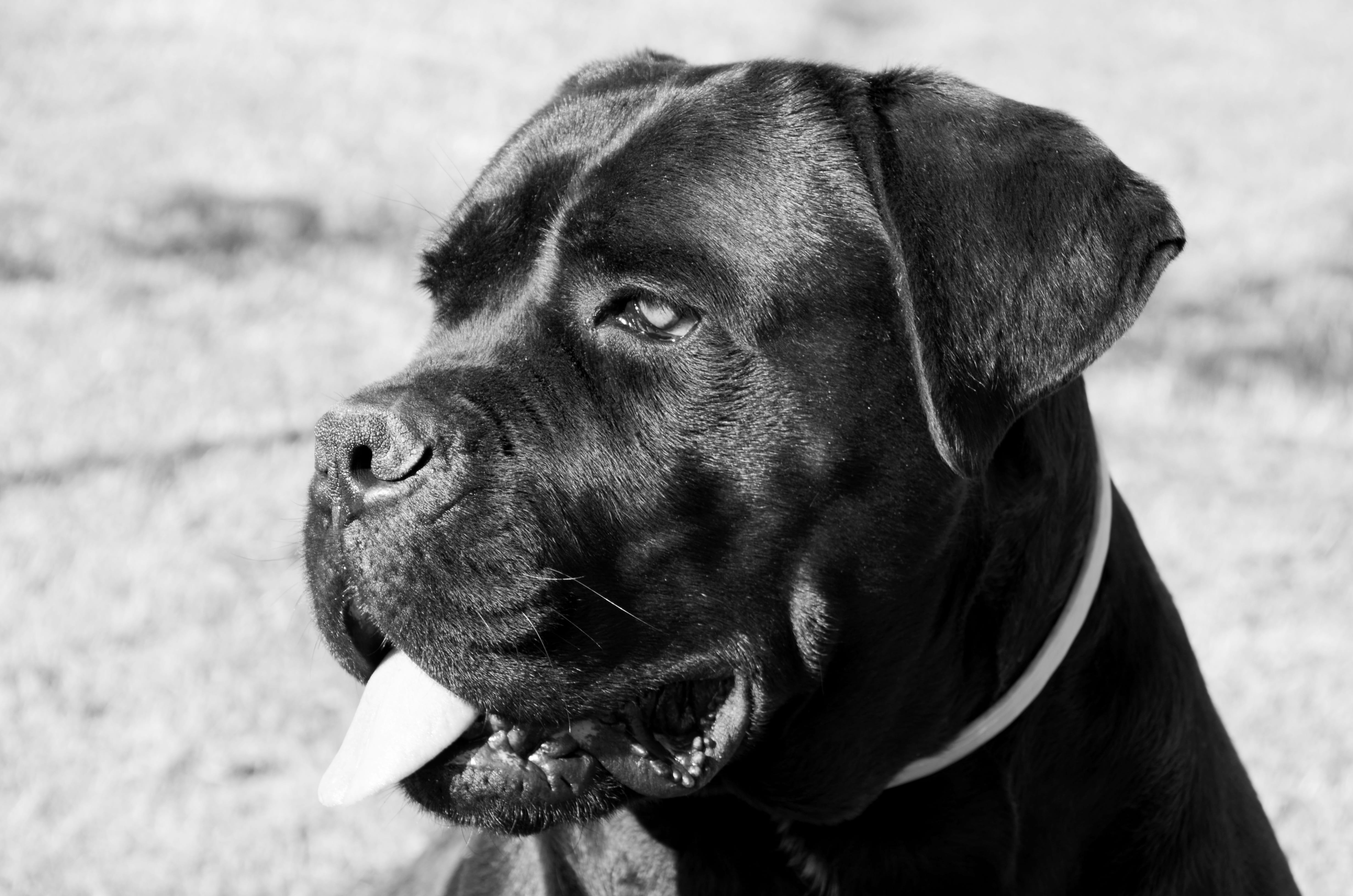 canine, cane corso, head, facial, mouth open, one animal, fur, no people, day, animal, mammal, close-up, animal tongue, facial expression, animal body part, HD Wallpaper