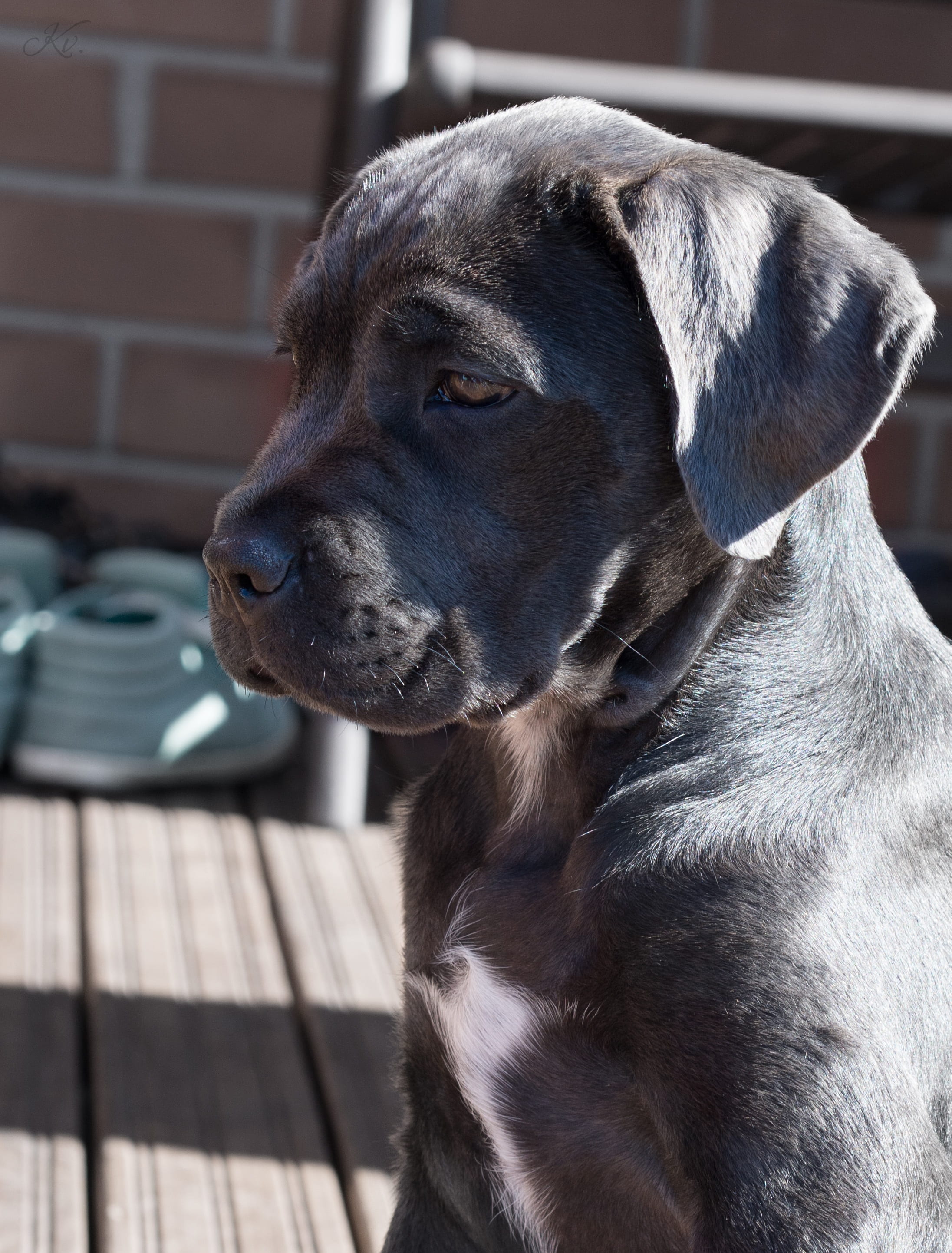domestic animals, vertebrate, animal body part, animal head, 2K, puppy, dog, focus on foreground, animal themes, day, one animal, domestic, looking, cane corso, Phone HD Wallpaper