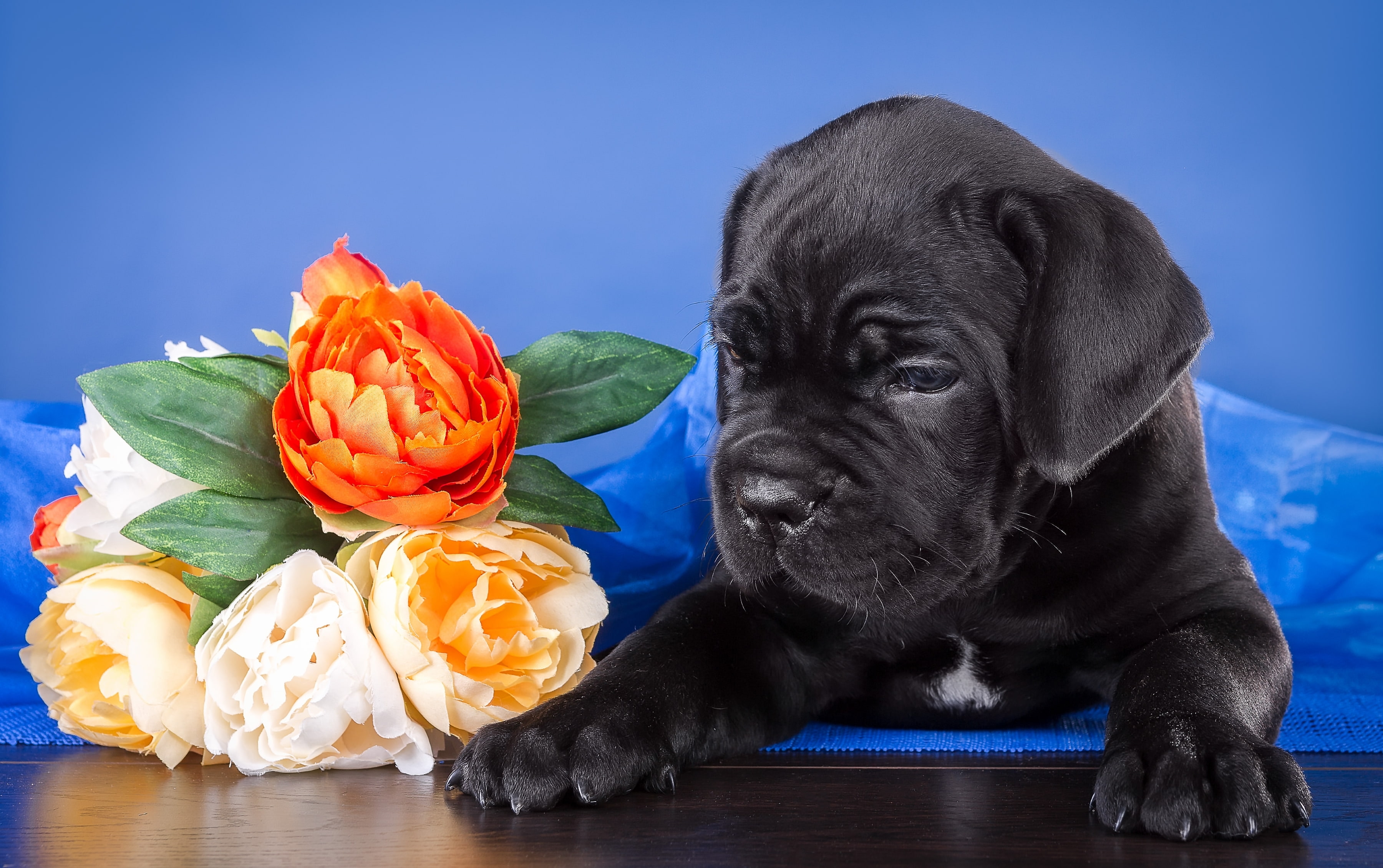 flowers, puppy, cane Corso, 2K, HD Wallpaper