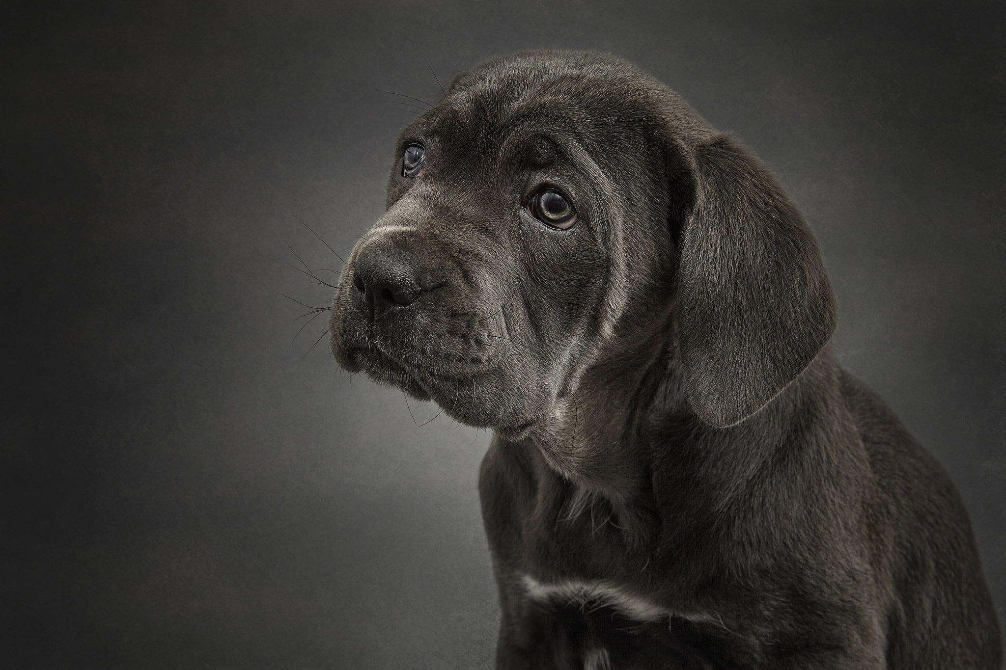 portrait, Cane Corso, dog, 1080P, puppy, HD Wallpaper