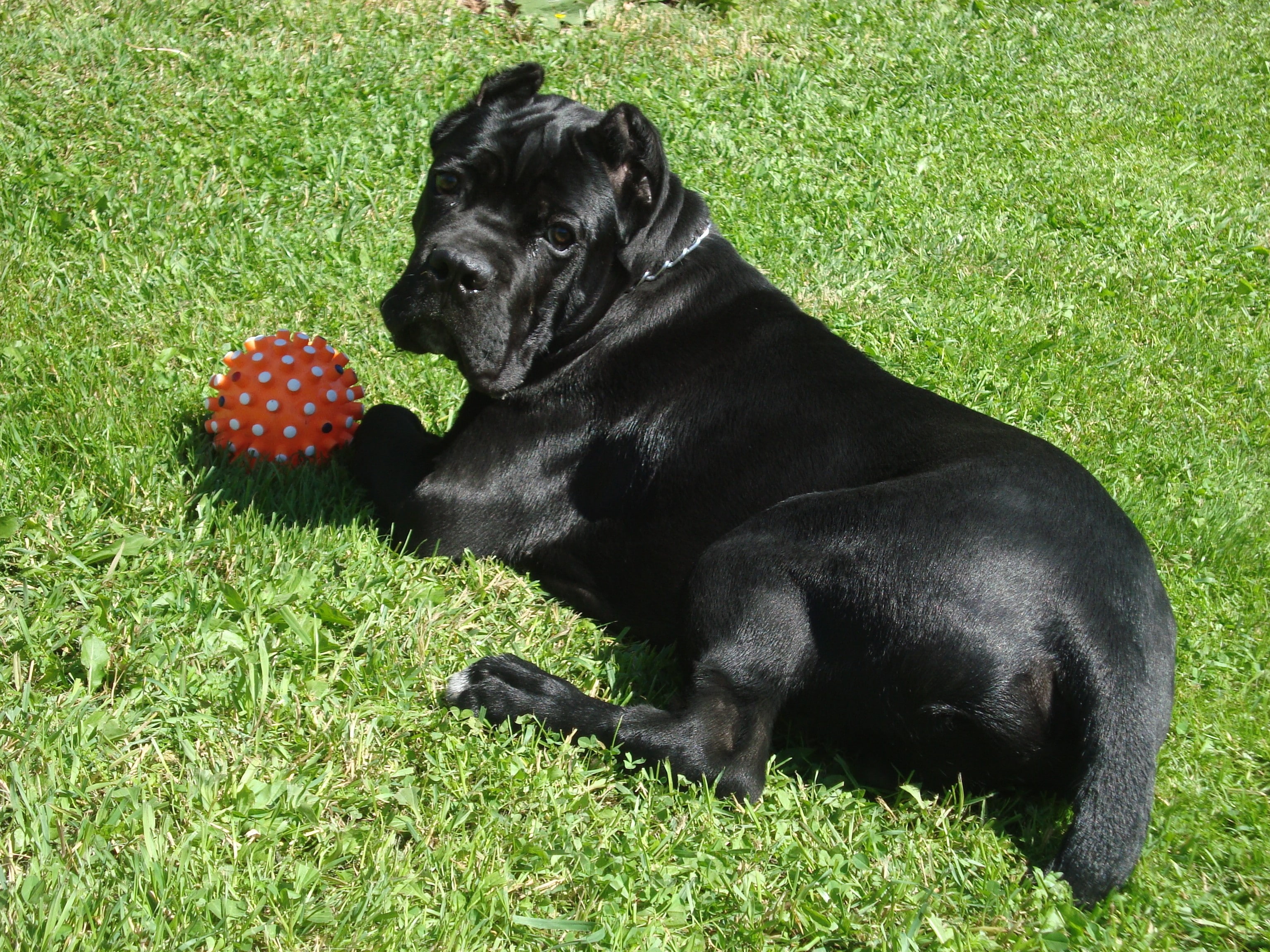 black color, Play, Ball, domestic, field, Dogs, plant, animal, 2K, mammal, nature, domestic animals, day, no people, Cane corso, Grass, canine, one animal, HD Wallpaper
