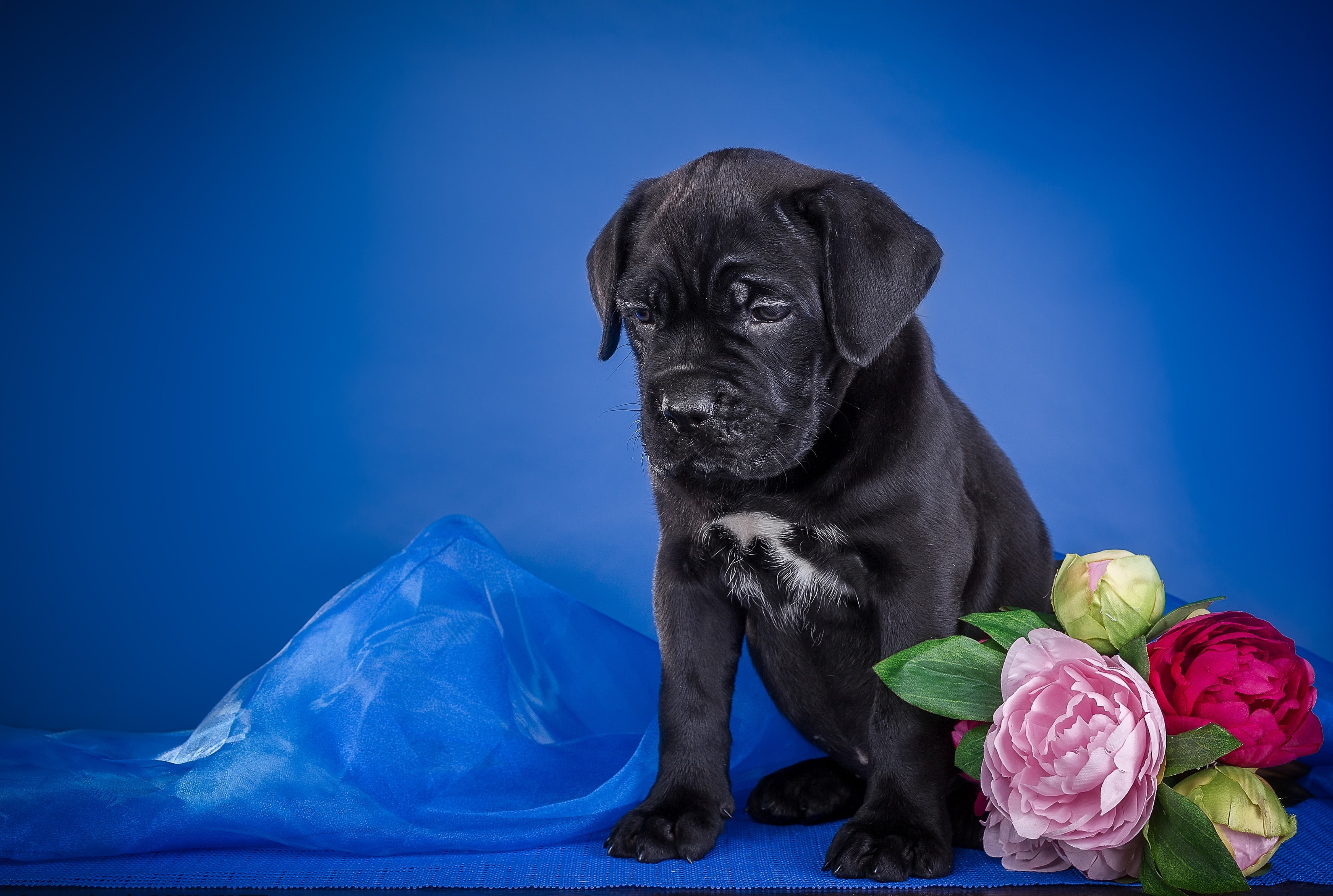 flowers, fabric, cane Corso, 2K, puppy, HD Wallpaper