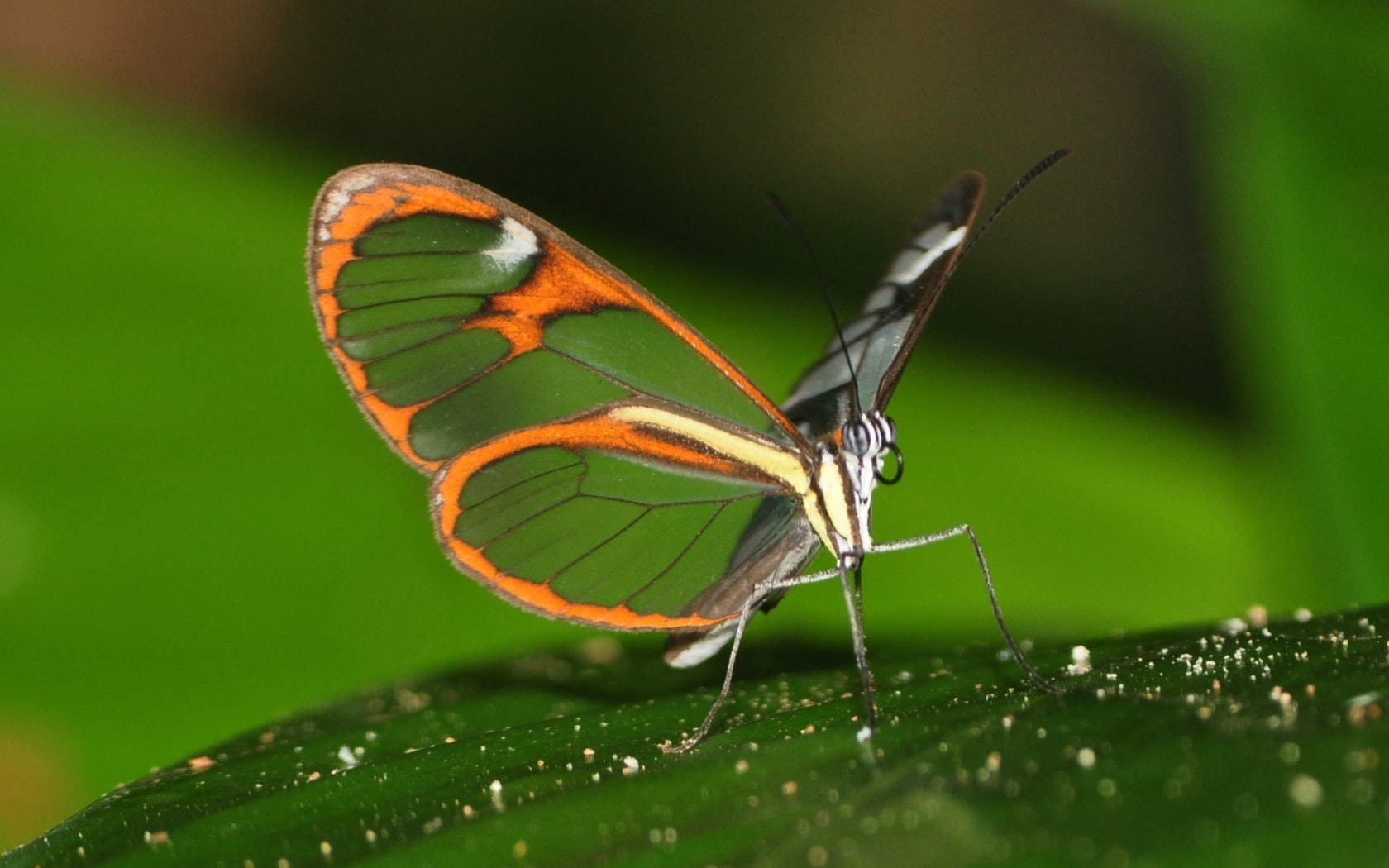 wings, yellow, 720P, butterfly, leaf, gray, beautiful, orange, HD Wallpaper