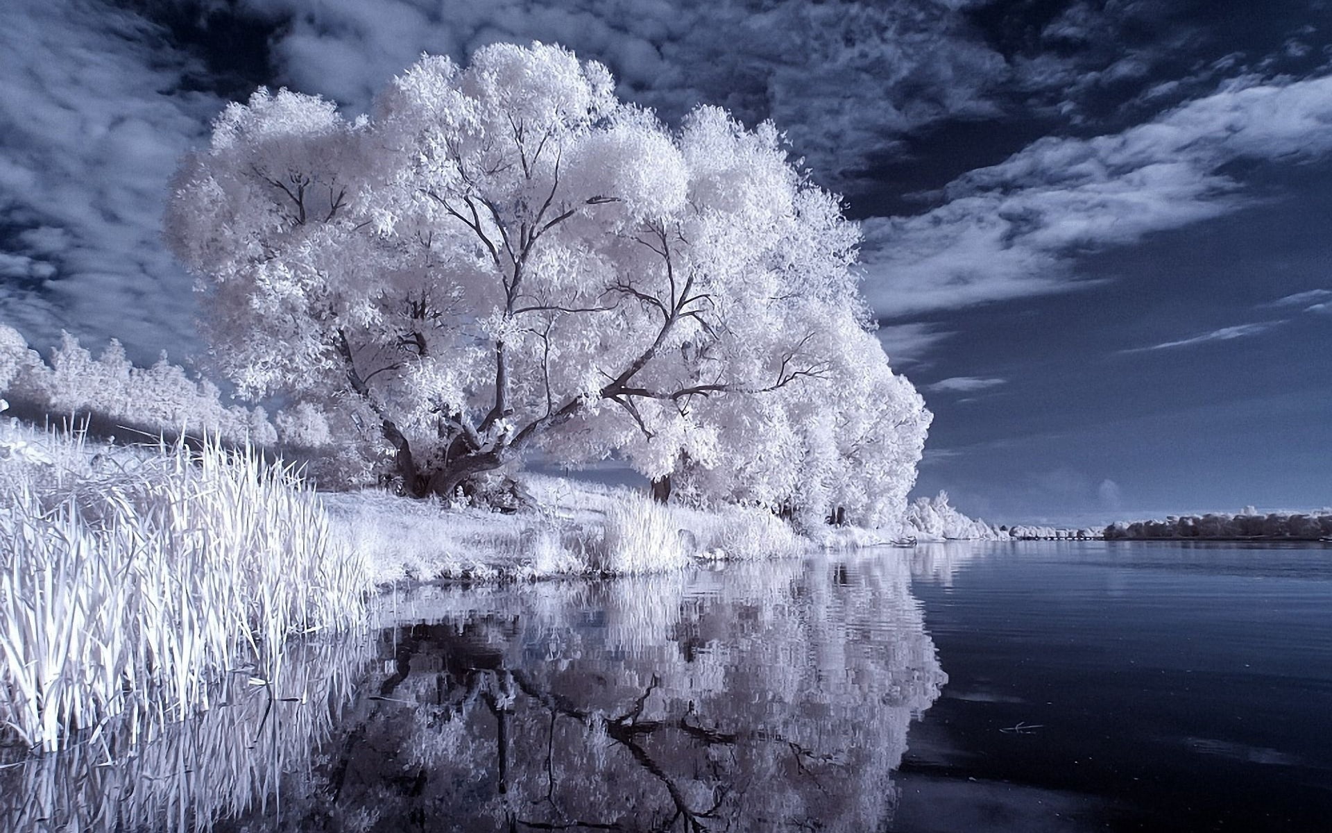branch, outdoors, cloud - sky, tranquility, no People, ice, season, beauty In Nature, tranquil Scene, cherry blossom, white, forest, january, black-and-white, HD Wallpaper