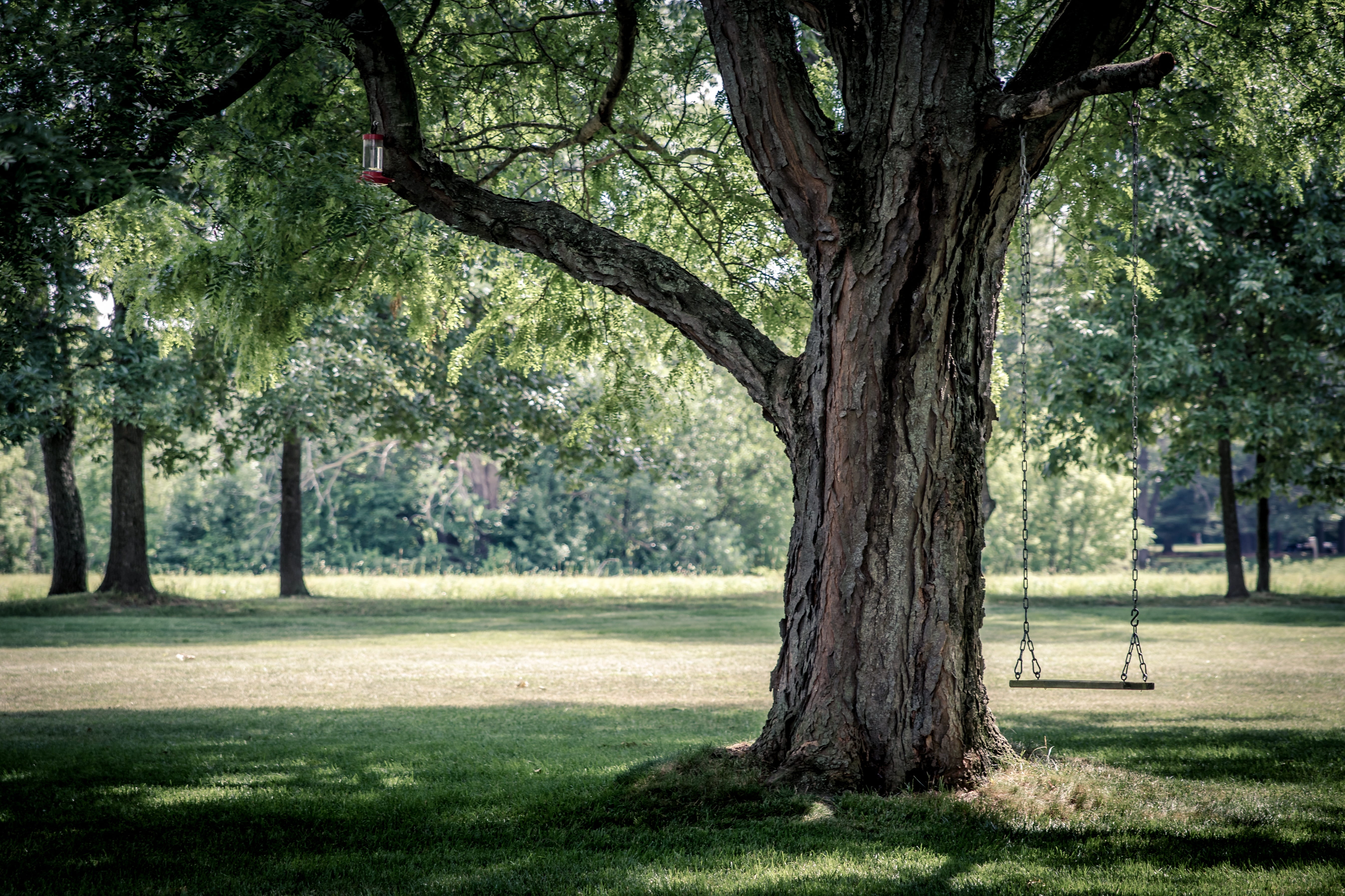 tranquility, swing, tree trunk, plant, day, grass, beauty in nature, hanging, beige, trees, chai, green color, branches, no people, outdoors, branch, landscape, HD Wallpaper
