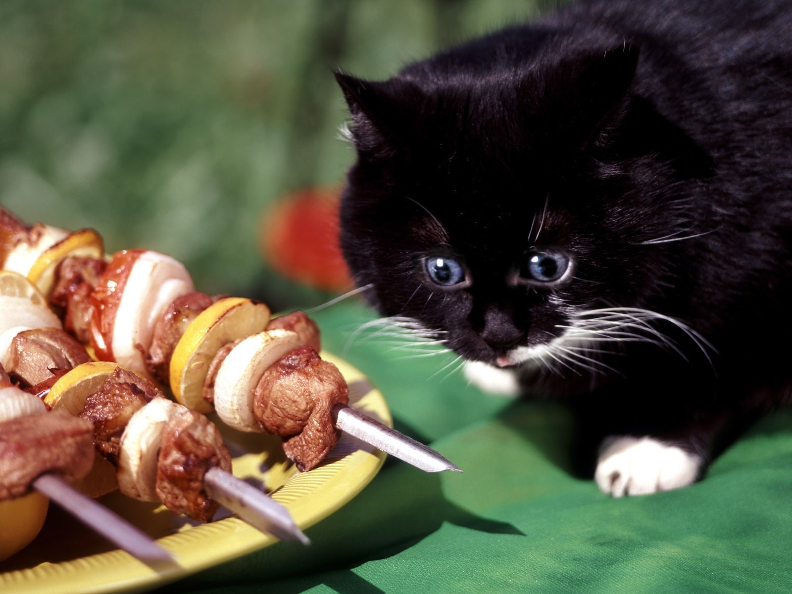 food, whisker, one animal, 720P, healthy eating, focus on foreground, freshness, animal themes, Appetite, temptation, no people, Black, pets, domestic, HD Wallpaper
