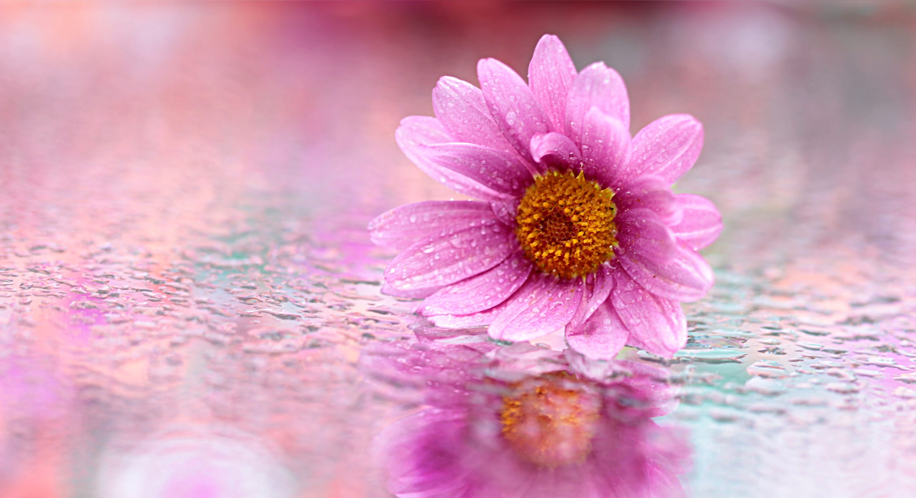 beauty in nature, small, beautiful, fragility, glaive, leucanthemum, focus, blossom, inflorescence, single bloom, pink, no people, pollen, freshness, growth, HD Wallpaper