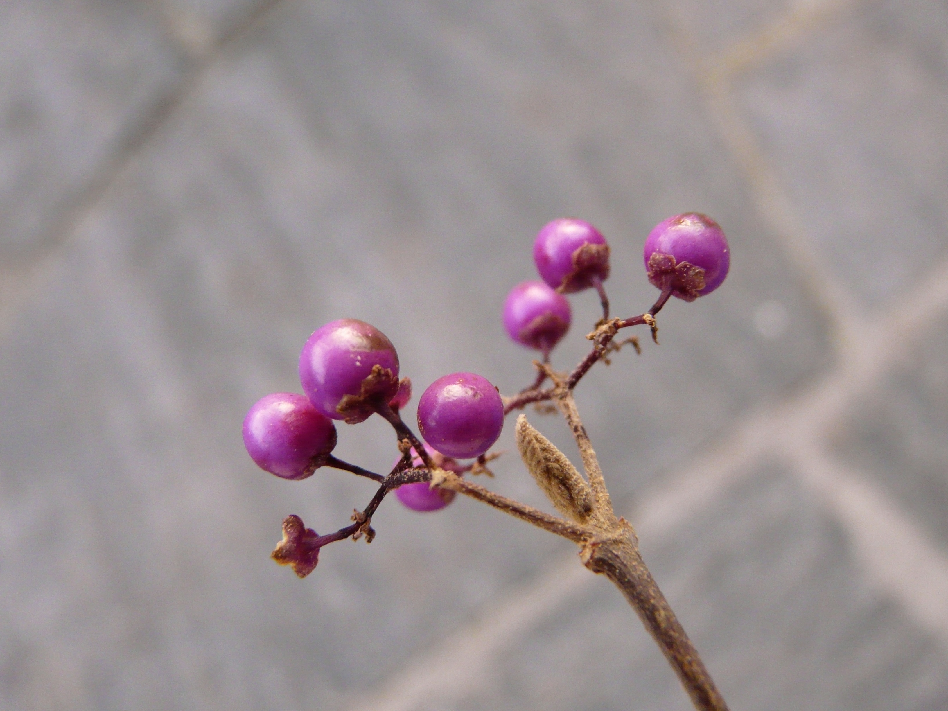 food and drink, no people, freshness, 2K, sprinkles shrub, pink color, selective focus, twig, luminous fruits, outdoors, purple schönfrucht, red, pro fusion, HD Wallpaper