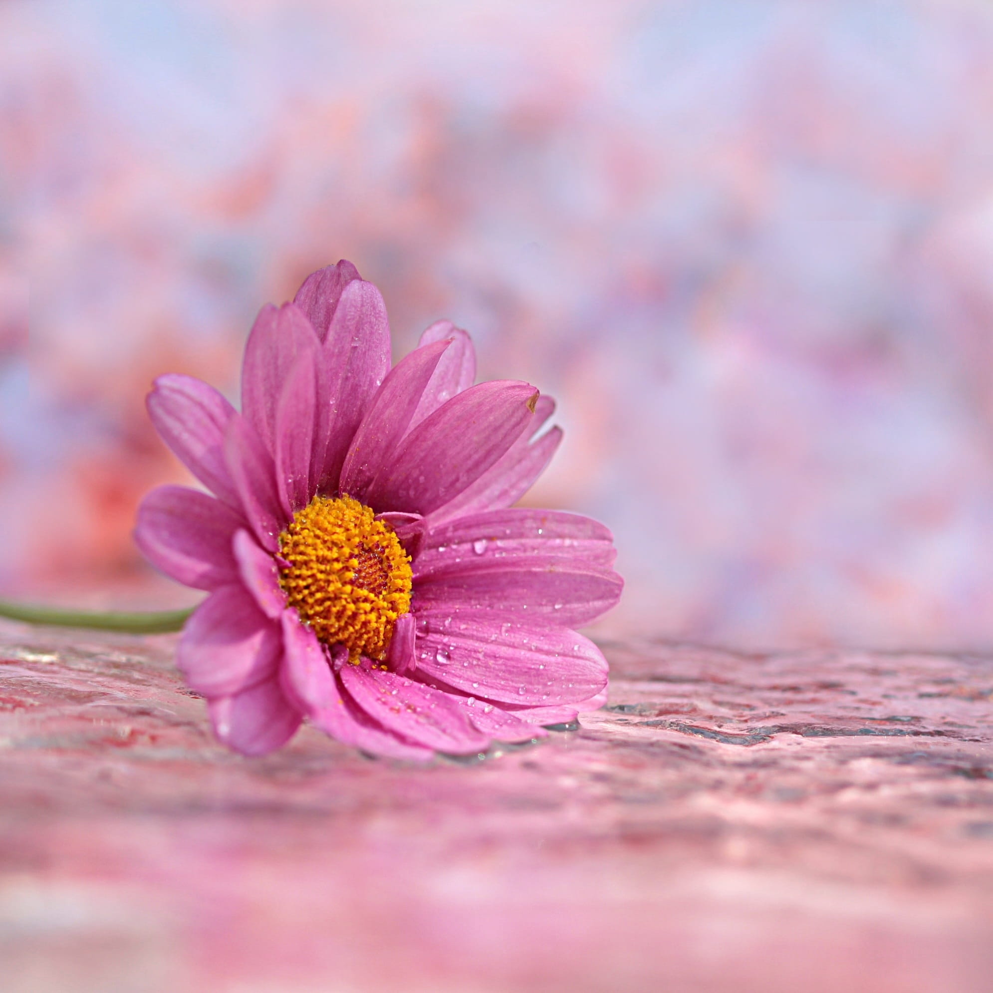 nature, summer flower, no people, still life, mirroring, flower, pink color, softness, leucanthemum, inflorescence, close-up, lying, drop of water, blossom, Phone HD Wallpaper