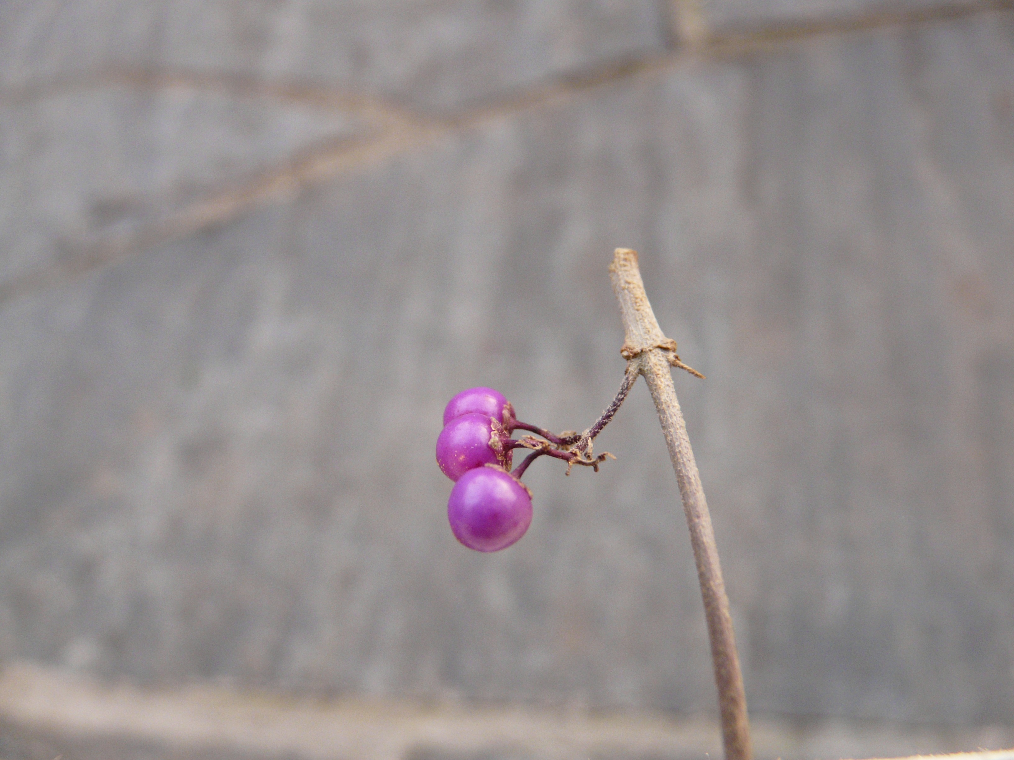 plant, lamiaceae, luminous fruits, pink color, bud, chinese schönfrucht, freshness, fragility, vulnerability, ornamental plant, lilac blue, glaive, park plant, HD Wallpaper