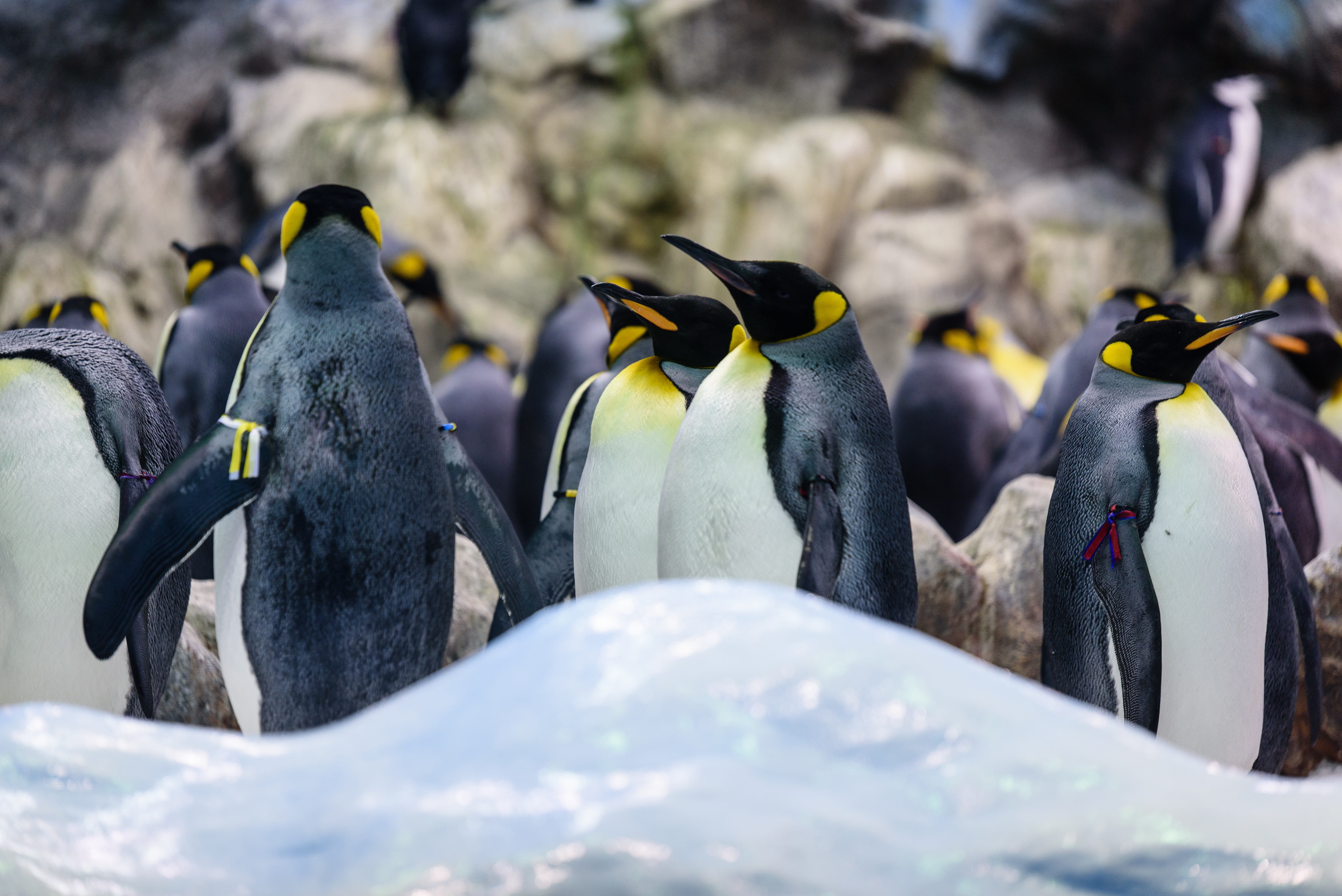 no people, group of animals, ice, selective focus, seagull, rock, focus on foreground, blackbird, penguin, cold temperature, winter, ardeidae, day, beak, HD Wallpaper