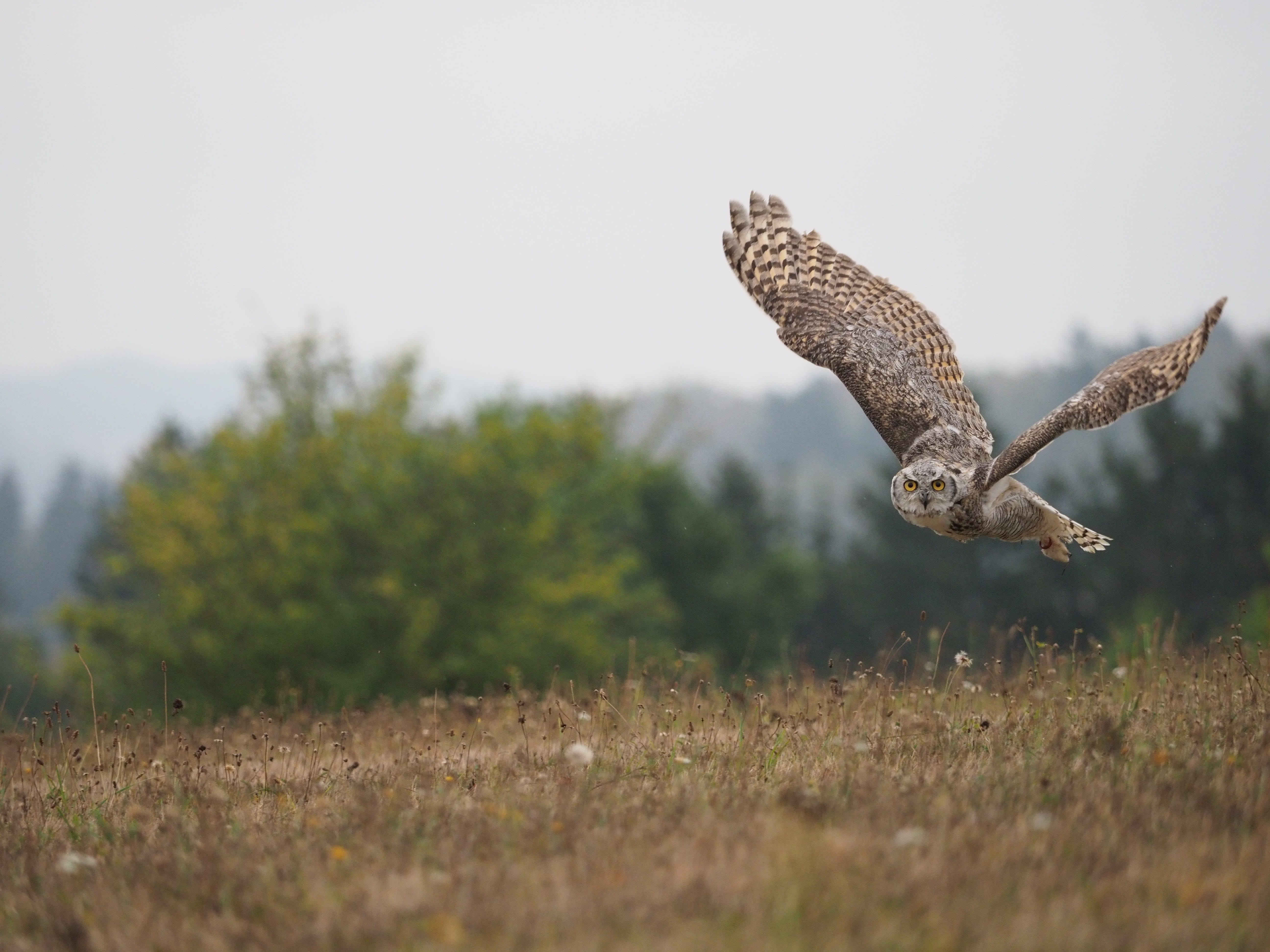 animal, outdoors, sabertooth tiger, animals in the wild, predator, spread wings, feather, one animal, beak, motion, flying, wings, full length, animal themes, HD Wallpaper