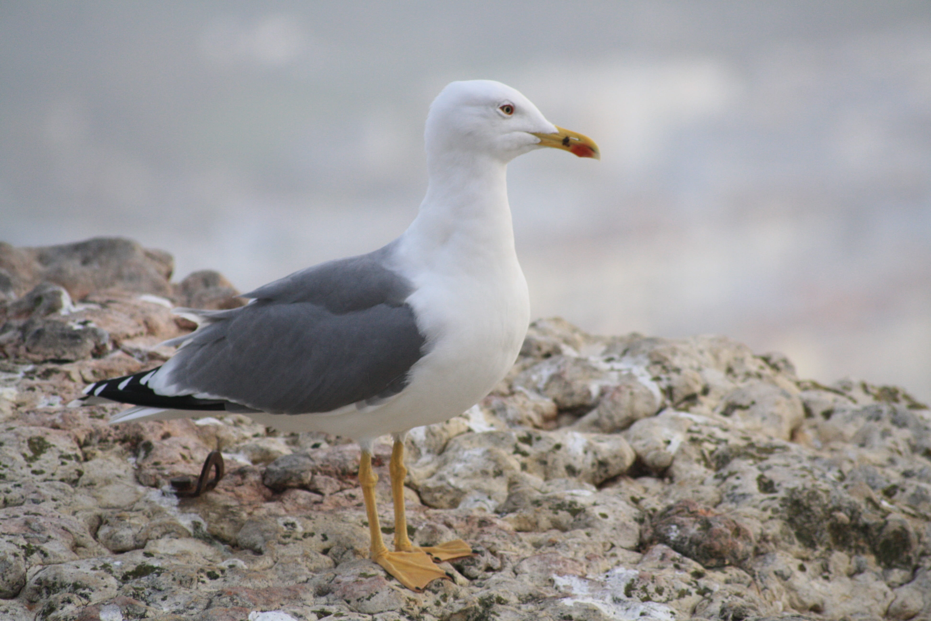 nazaré, side view, rock, contemplation, looking, sea, animal wildlife, vertebrate, outdoors, gull, perching, no people, animal, water, bird, animals in the wild, HD Wallpaper