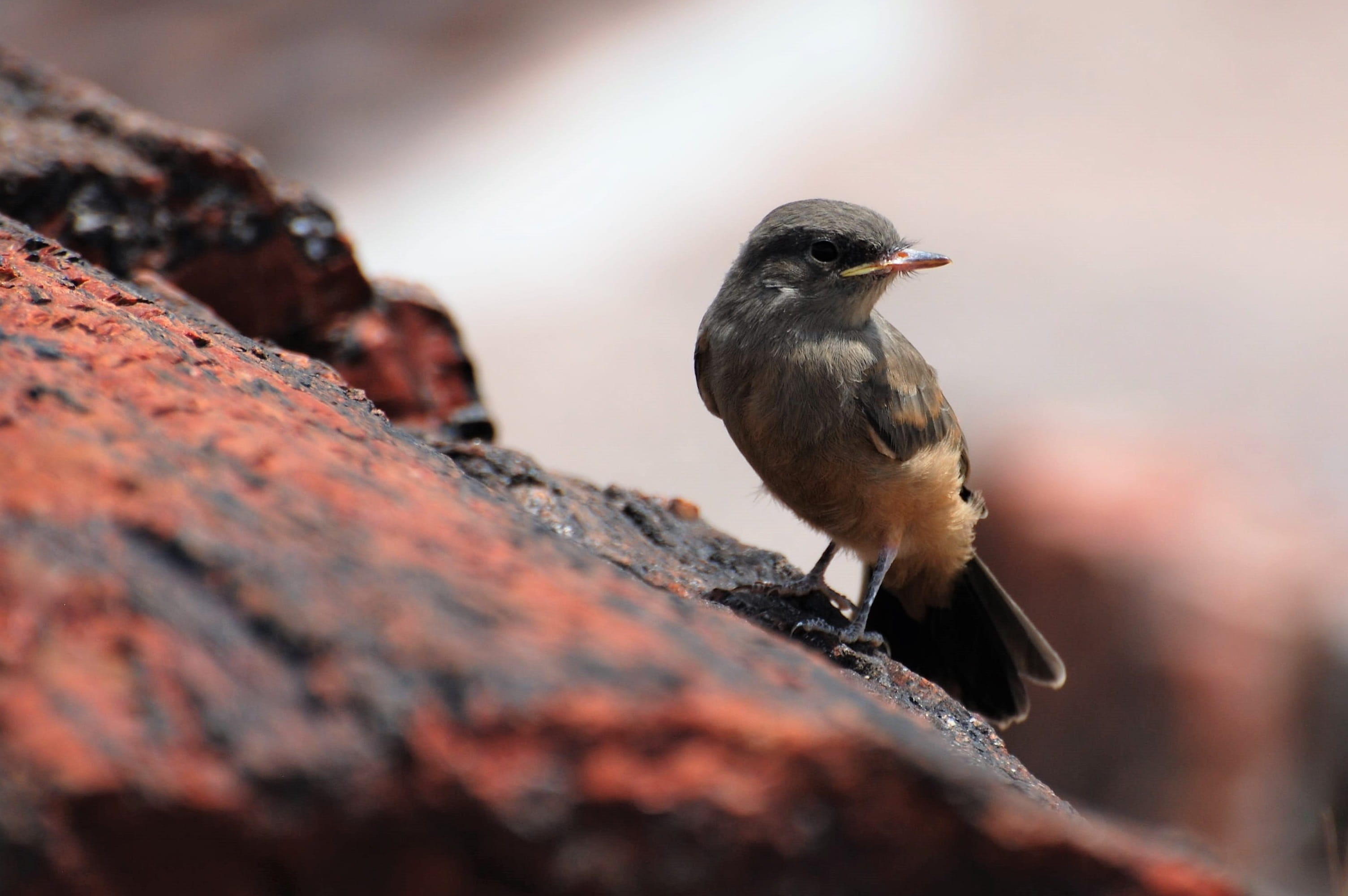 log, fossils, animal wildlife, one animal, vertebrate, full length, animal, old world flycatcher, close-up, empidonax, animal themes, petrified, selective focus, HD Wallpaper