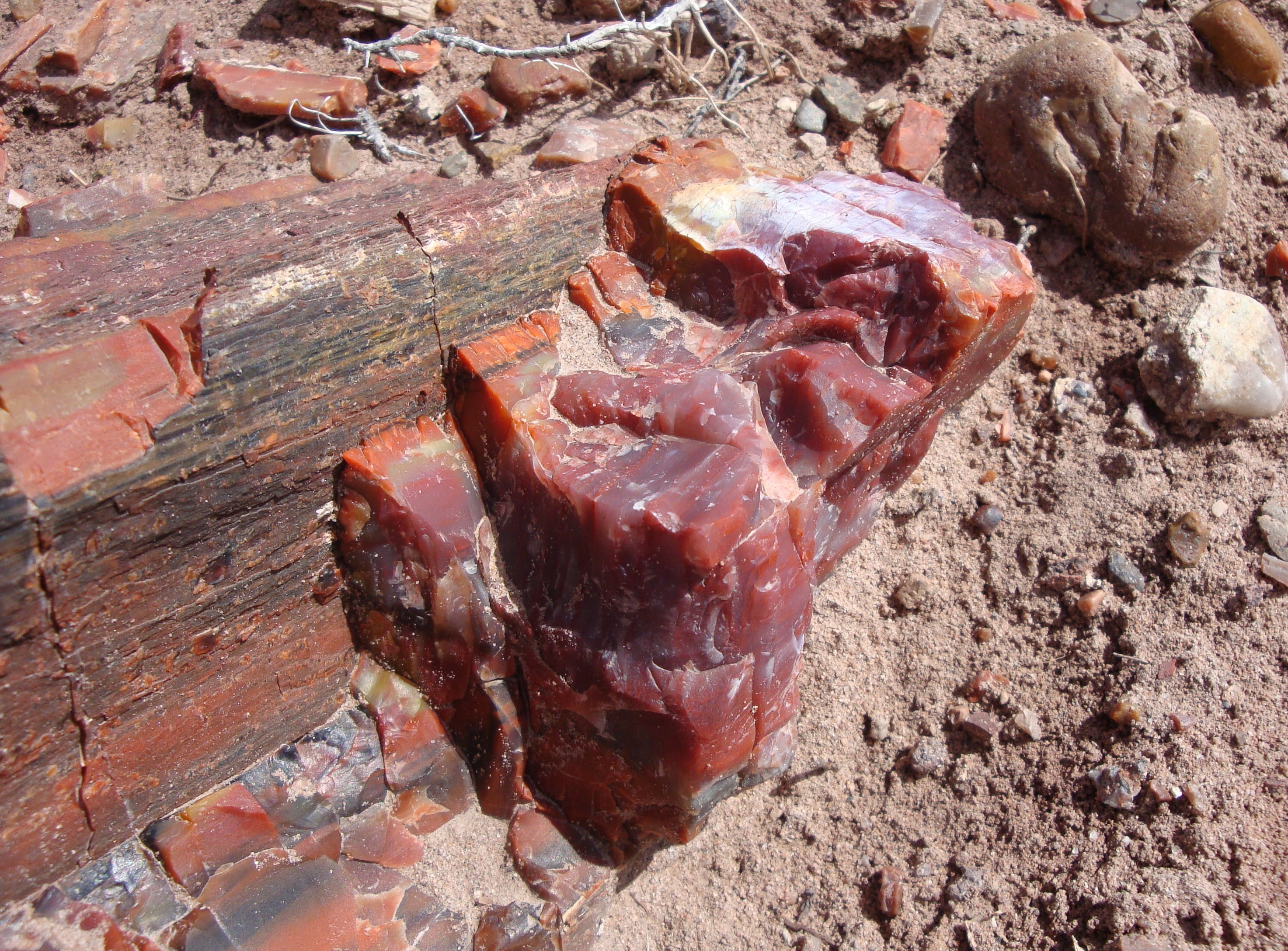 araucarioxylon arizonicum, wood - material, pork, rock, desert landscape, america, processed meat, no people, solid, close-up, freshness, textured, rough, HD Wallpaper